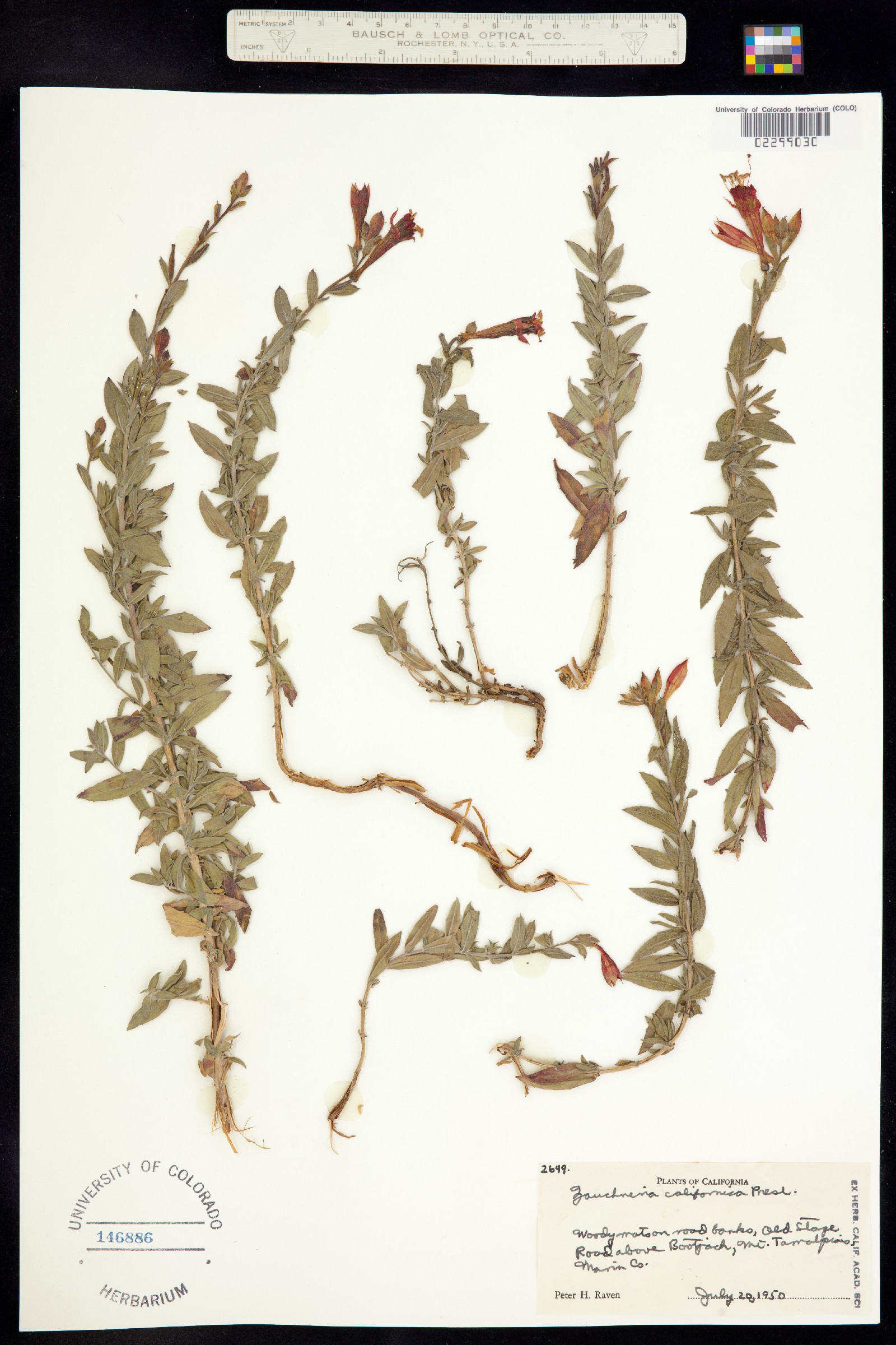 Epilobium canum ssp. angustifolium image