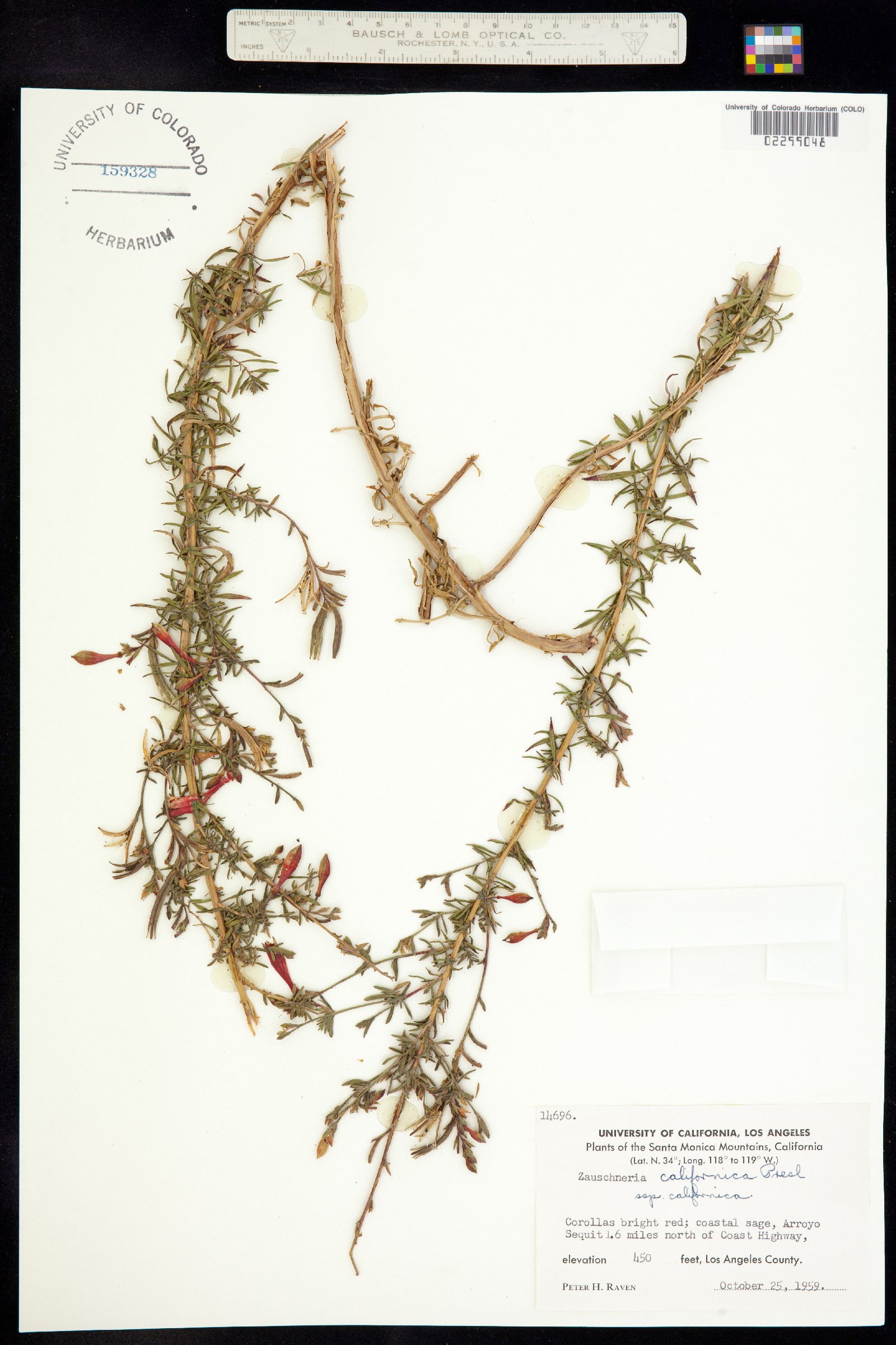 Epilobium canum ssp. angustifolium image