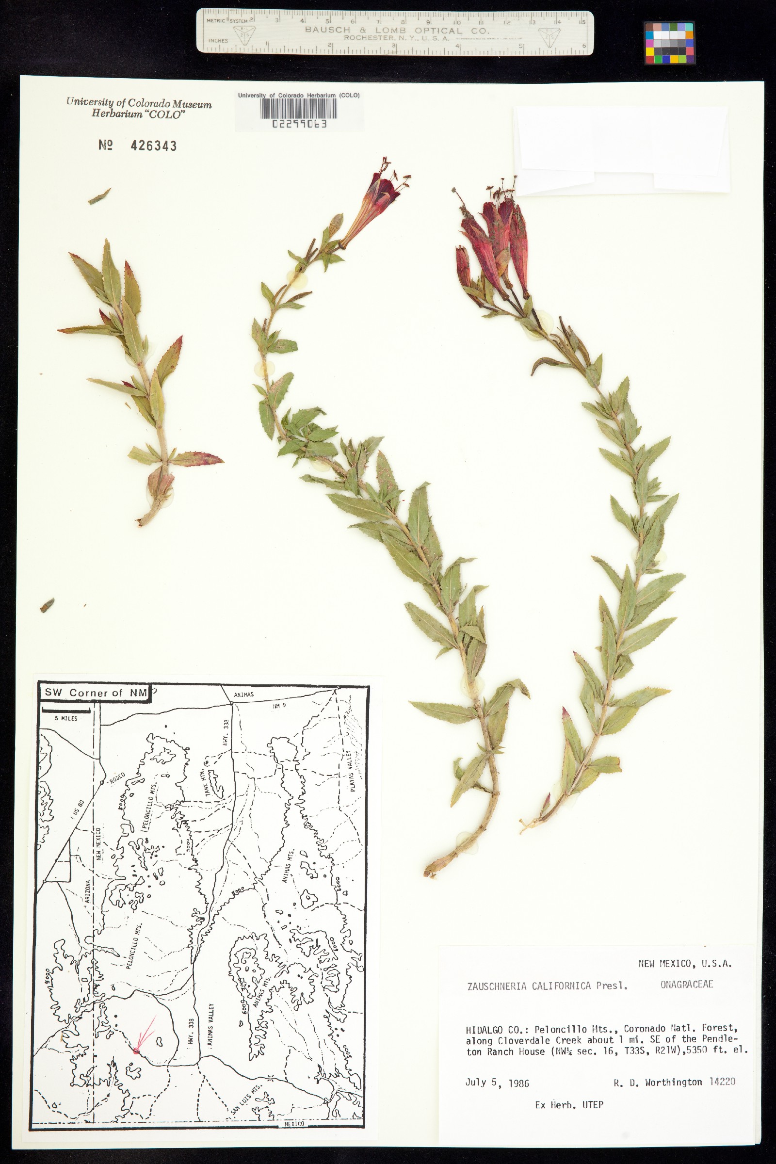 Epilobium canum ssp. angustifolium image