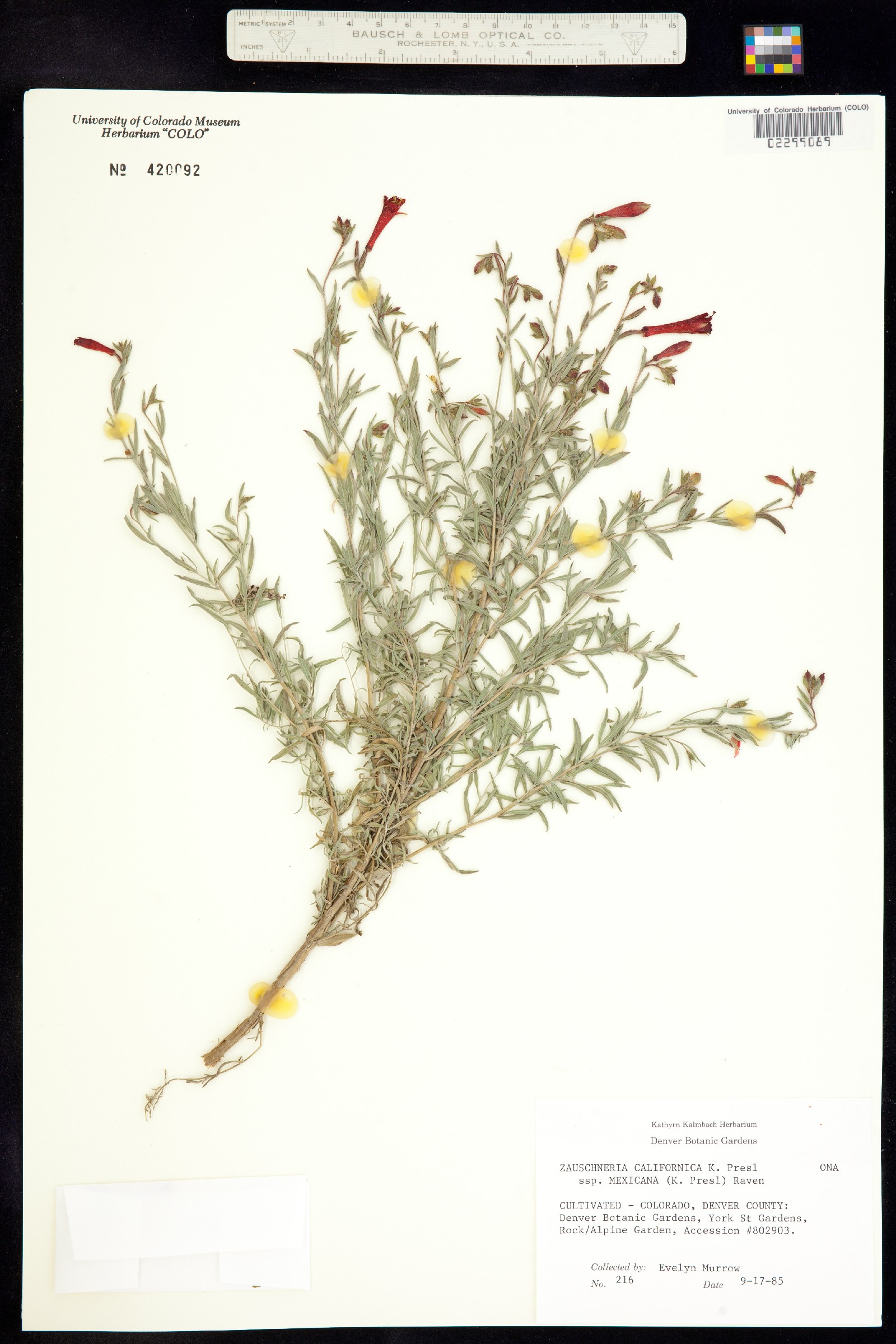 Epilobium canum ssp. angustifolium image