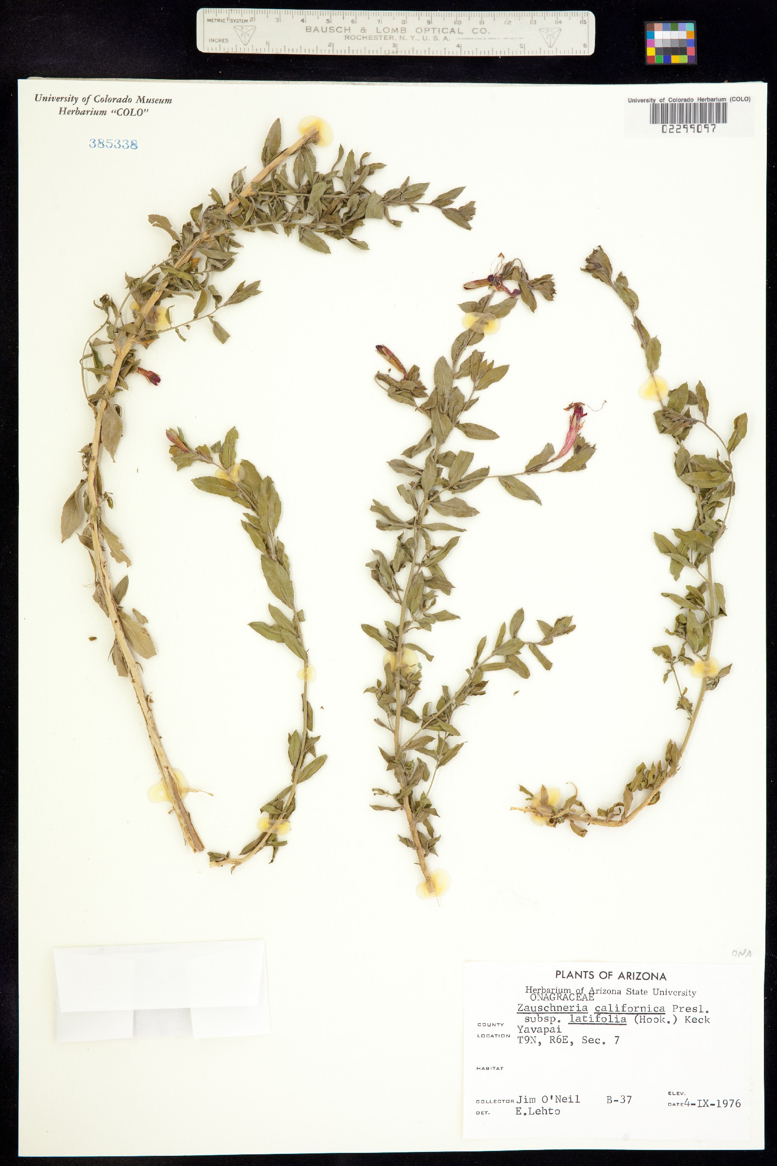 Epilobium canum ssp. angustifolium image