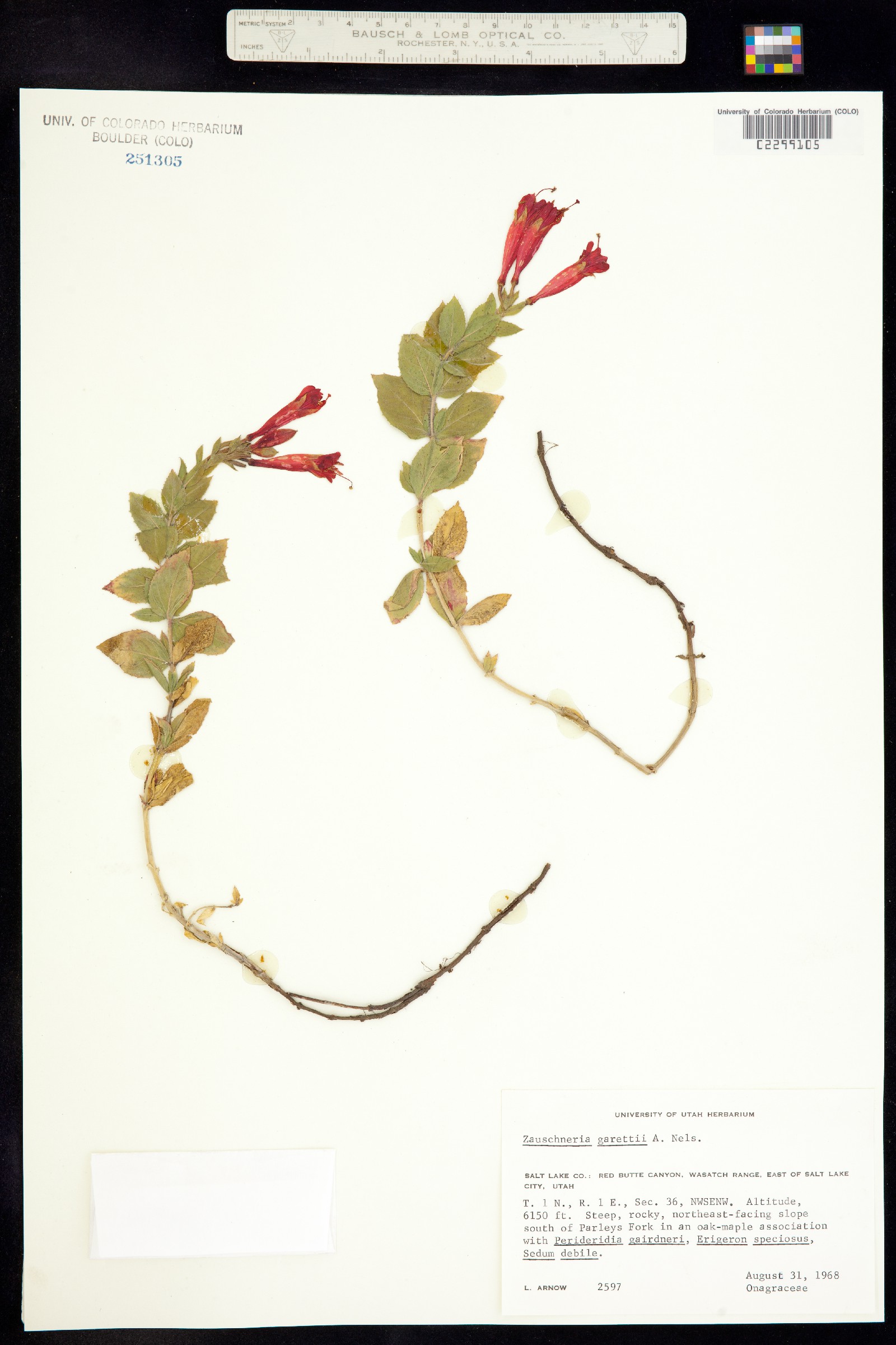 Epilobium canum ssp. angustifolium image