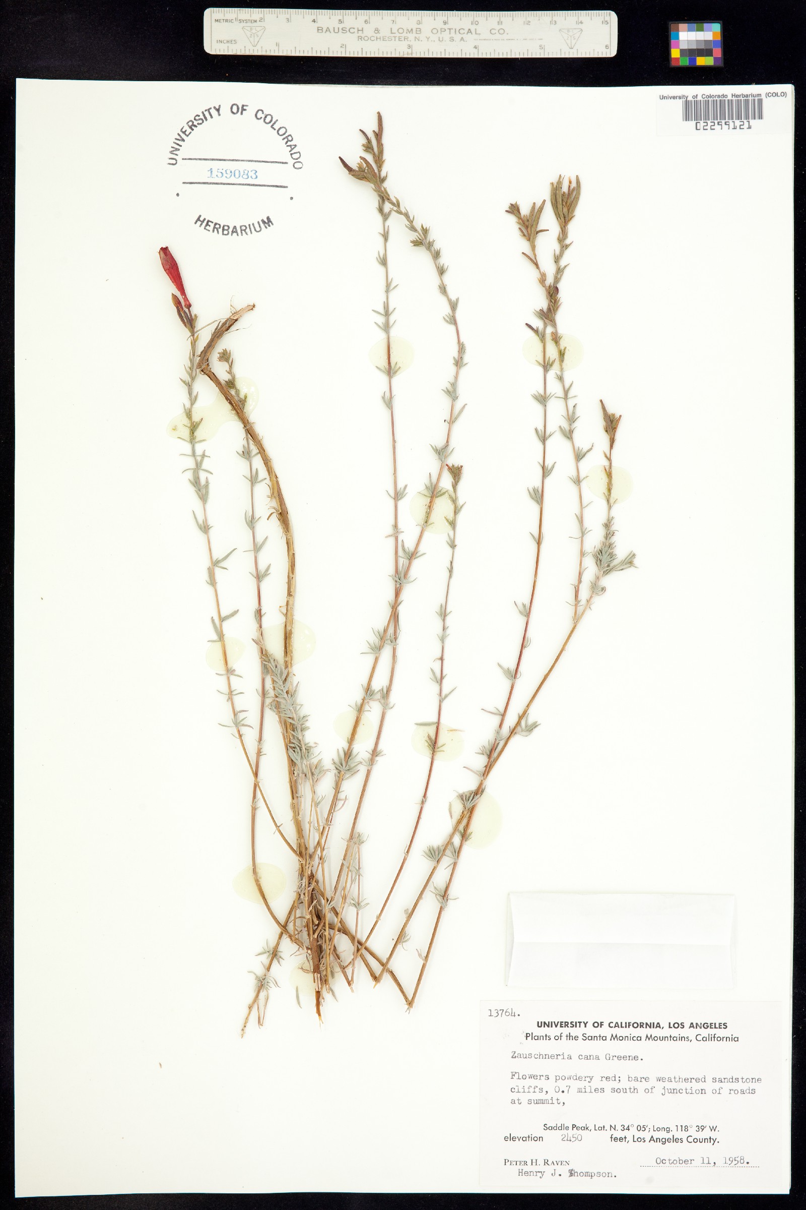 Epilobium canum ssp. angustifolium image