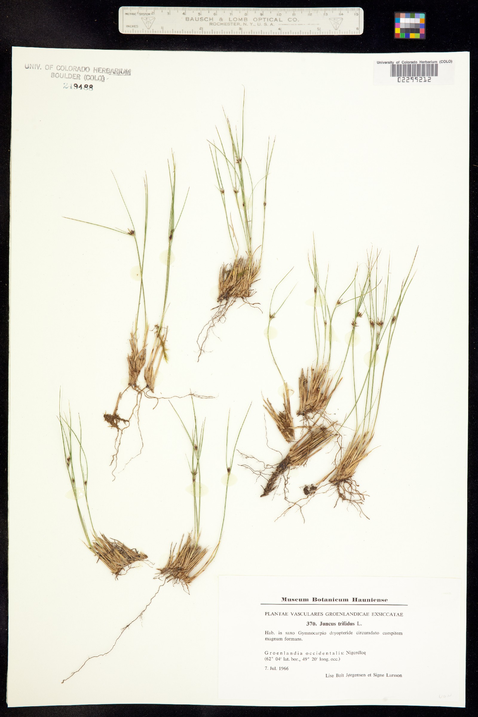 Juncus trifidus image