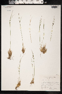 Juncus trifidus image