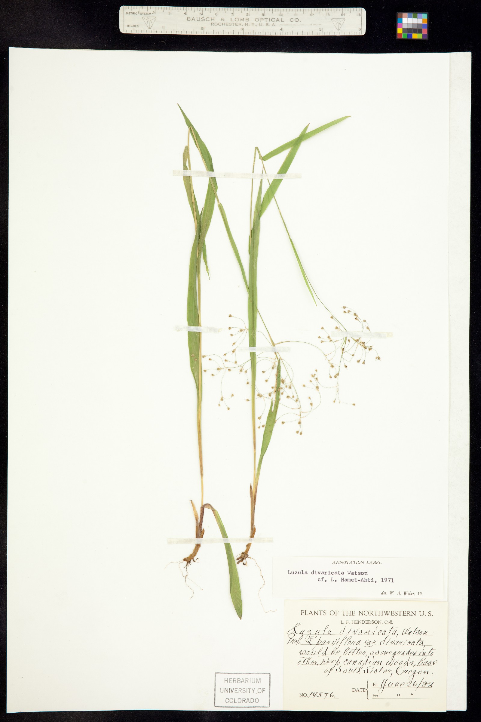 Luzula divaricata image