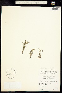 Utricularia ochroleuca image