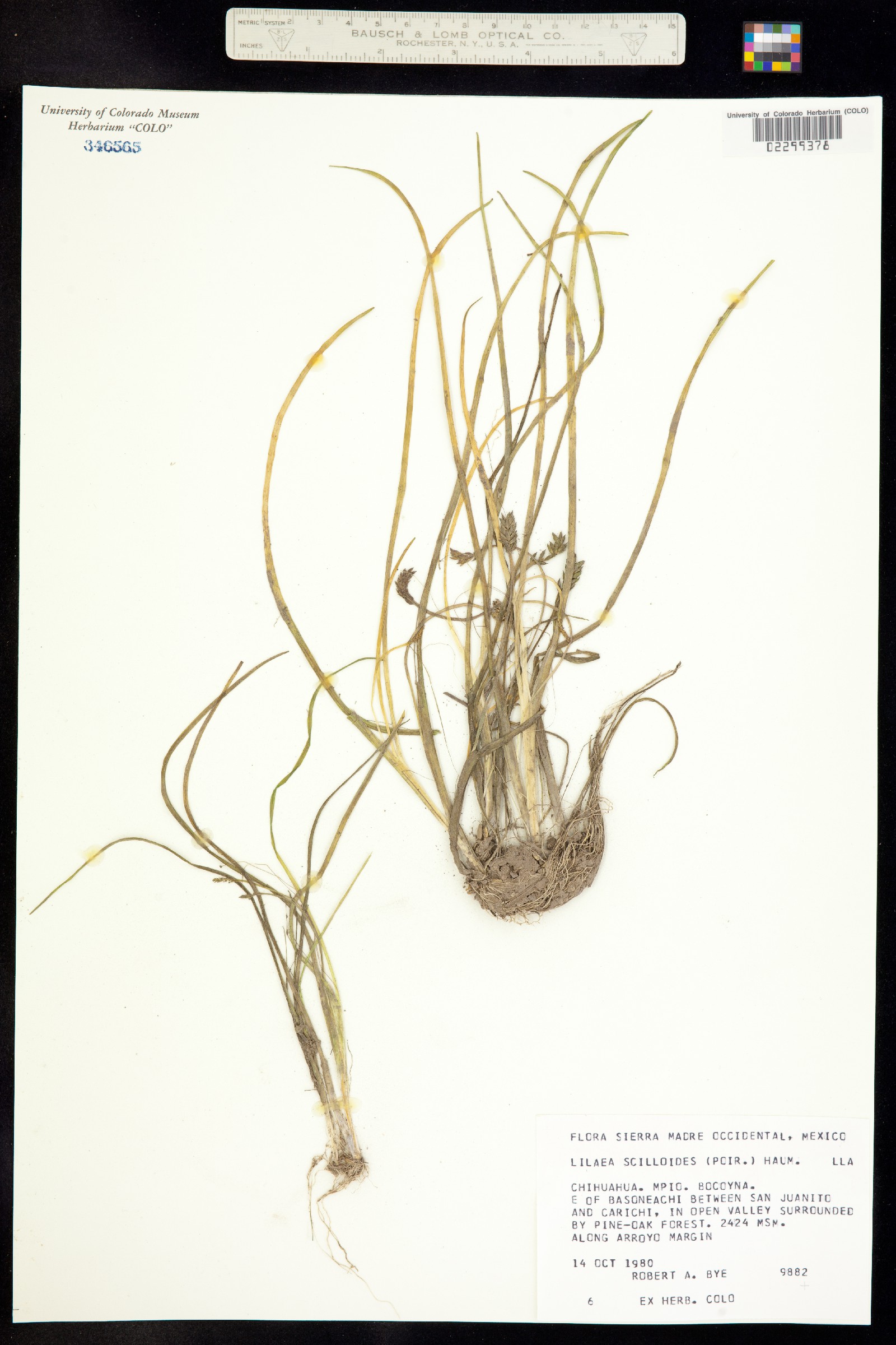 Juncaginaceae image