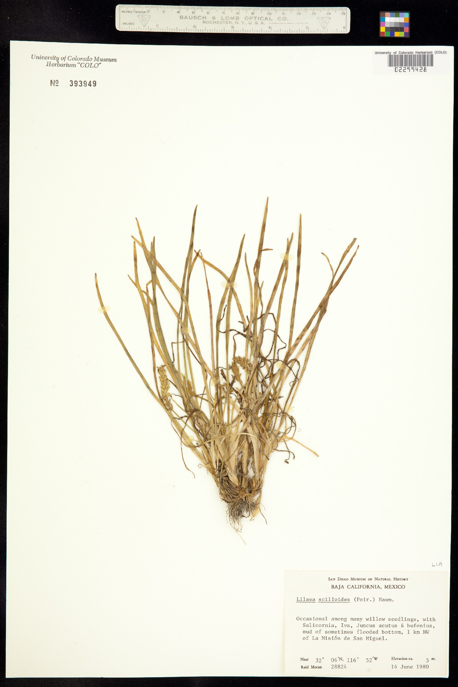 Lilaea image