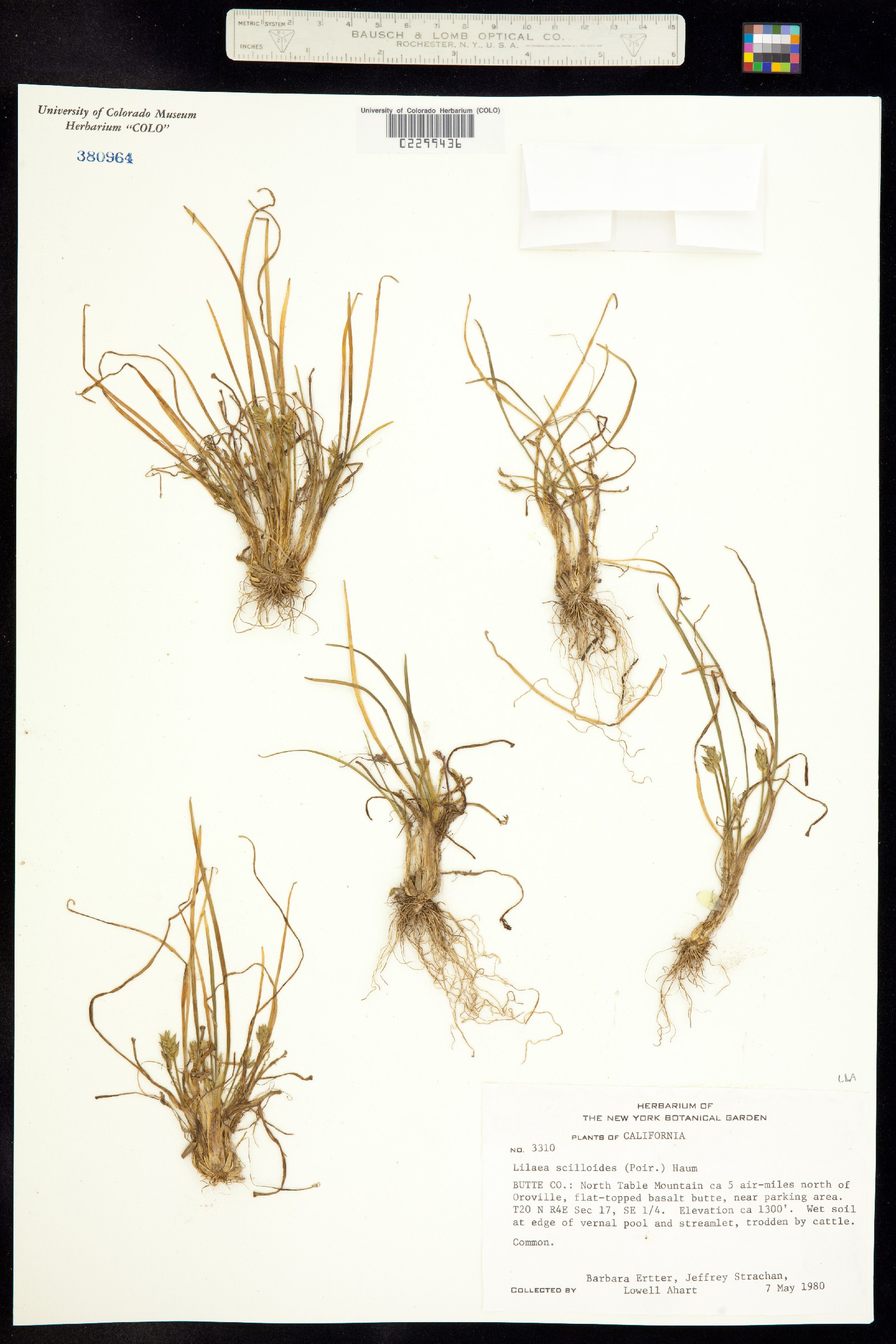 Lilaea image