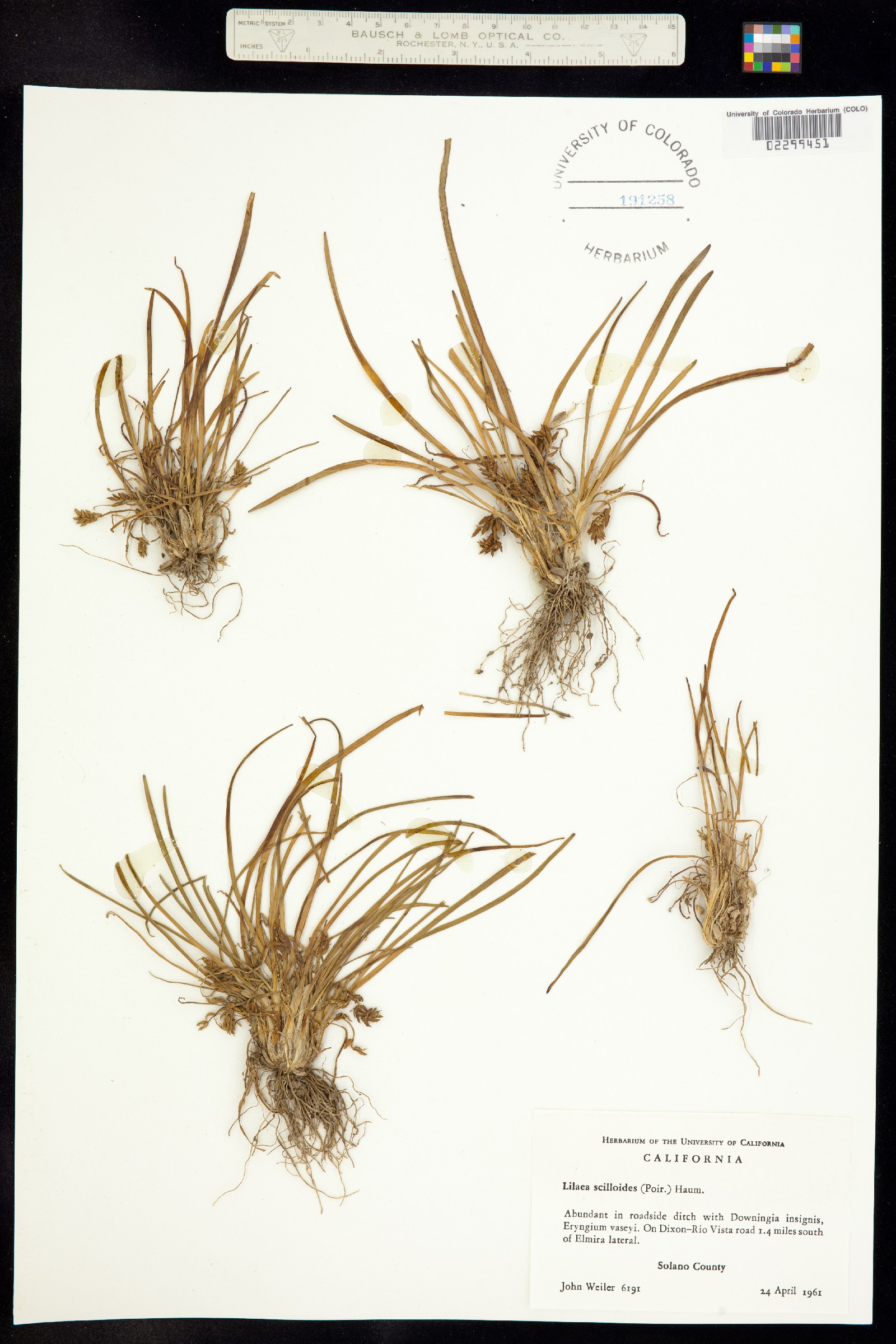 Lilaea image