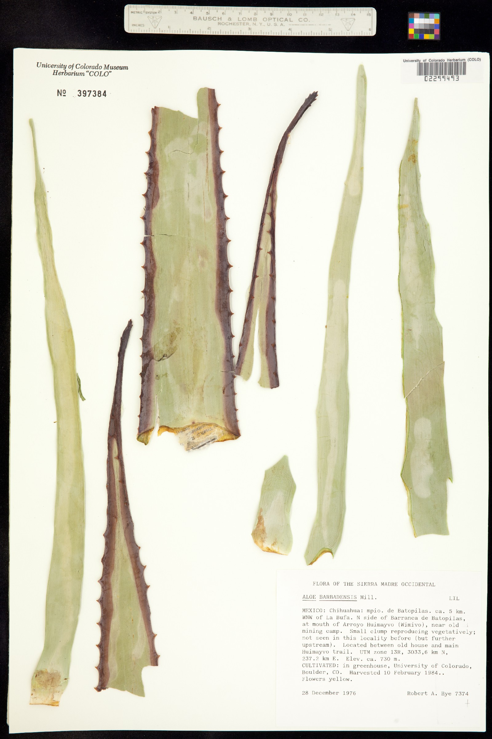 Aloe vera image