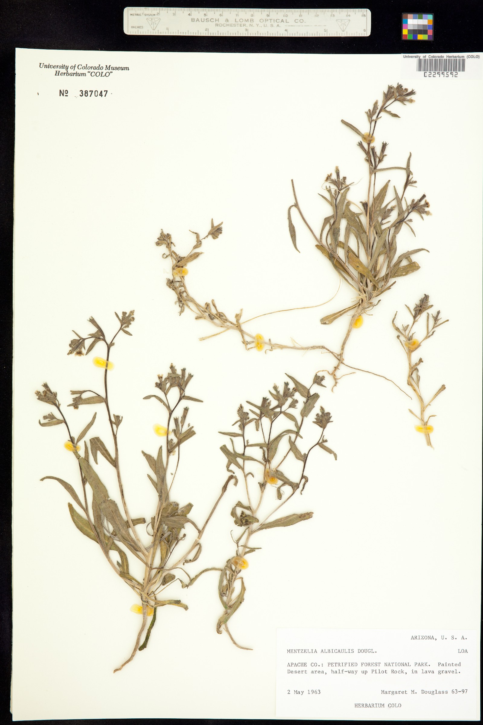 Mentzelia albicaulis image