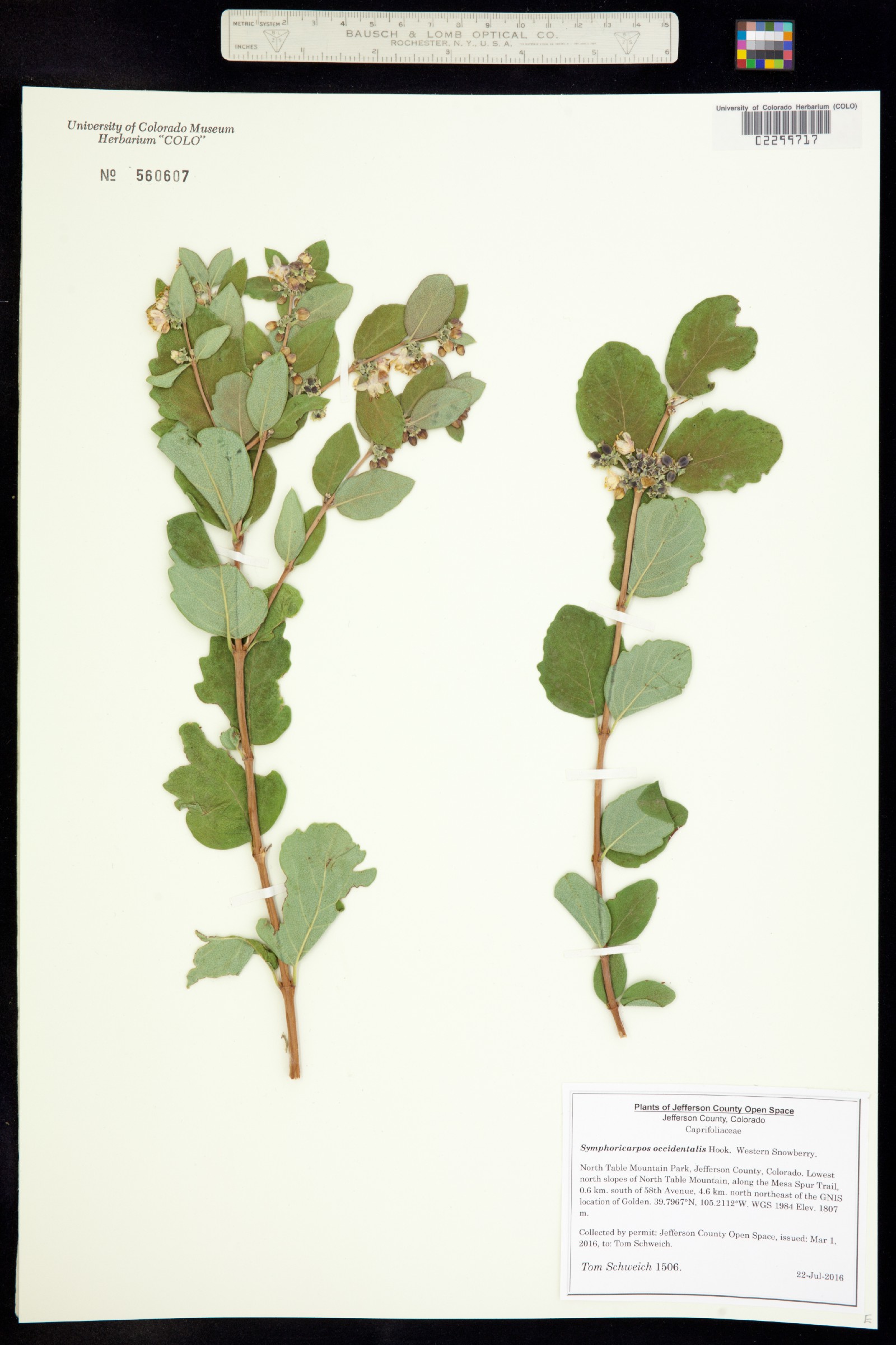 Symphoricarpos occidentalis image