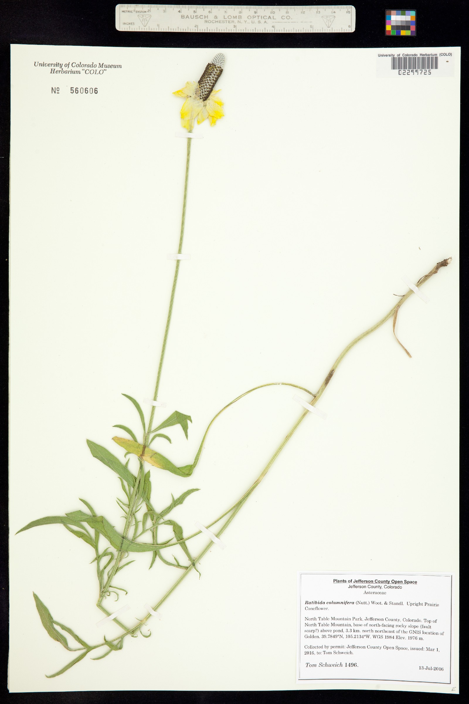 Ratibida columnifera image