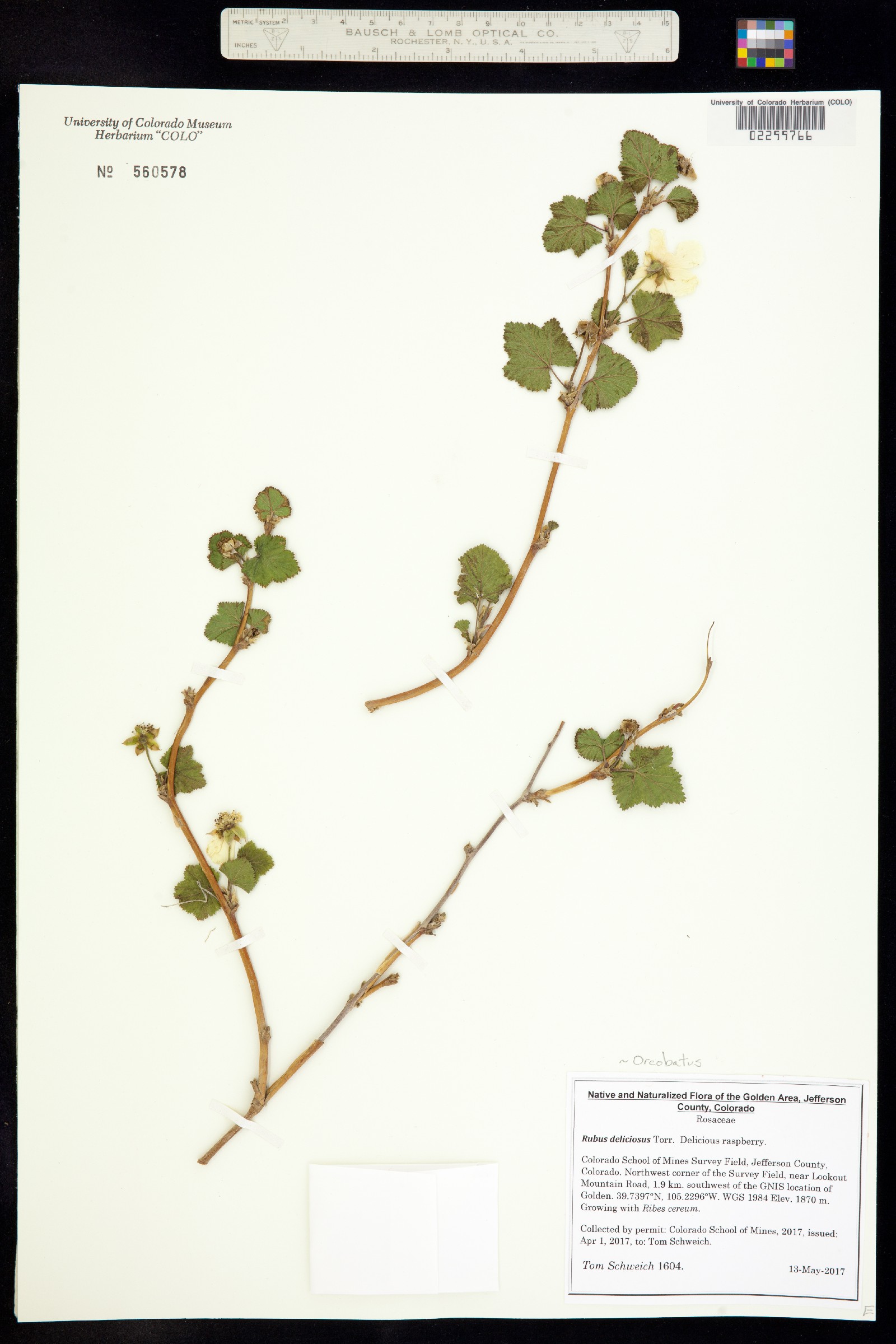 Rubus deliciosus image