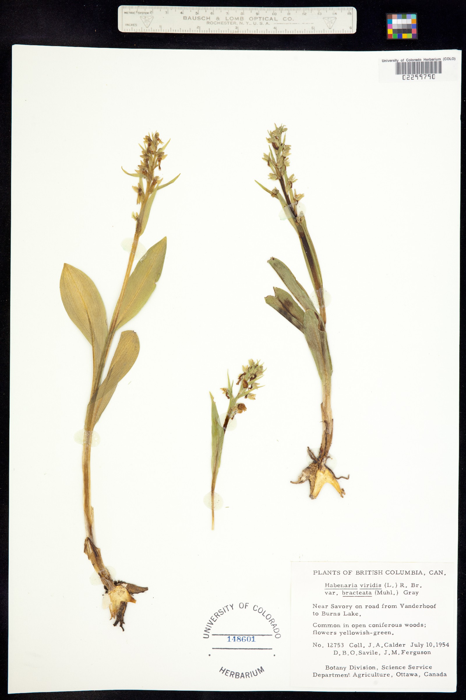 Dactylorhiza viridis image