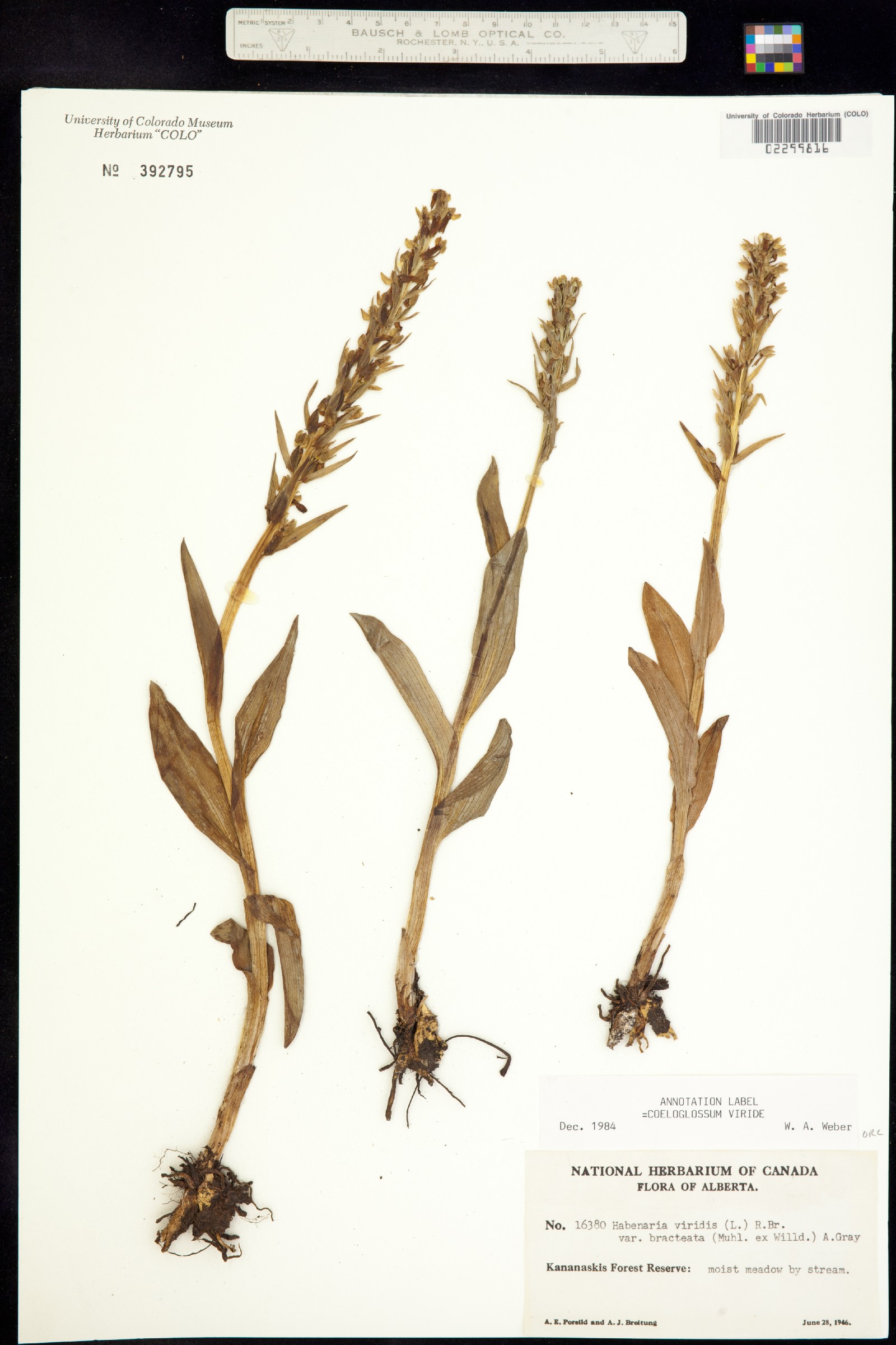 Dactylorhiza image