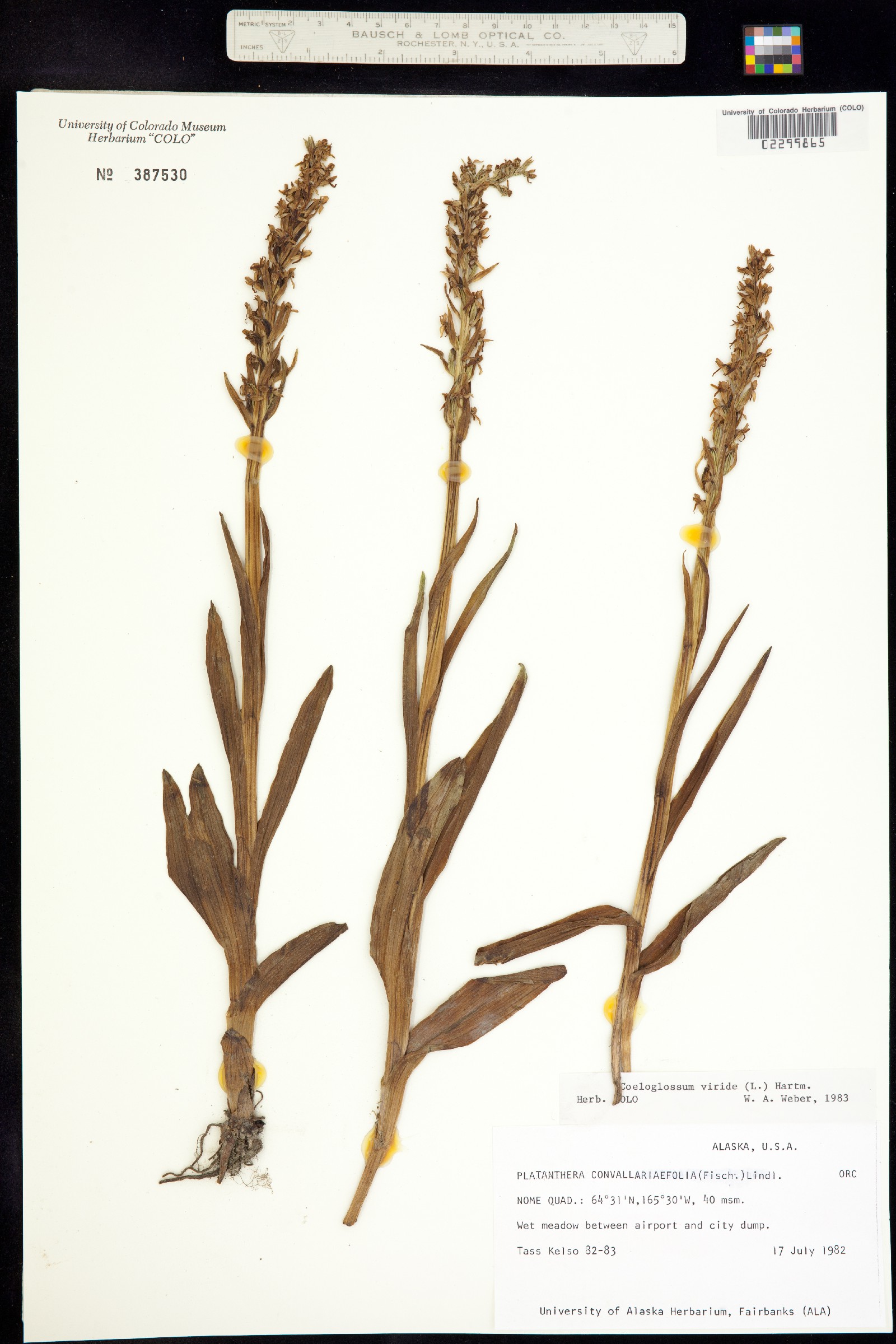 Dactylorhiza viridis image