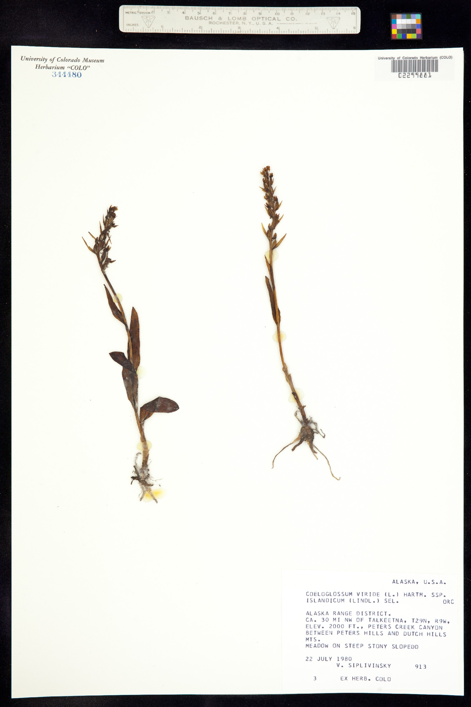 Dactylorhiza viridis image