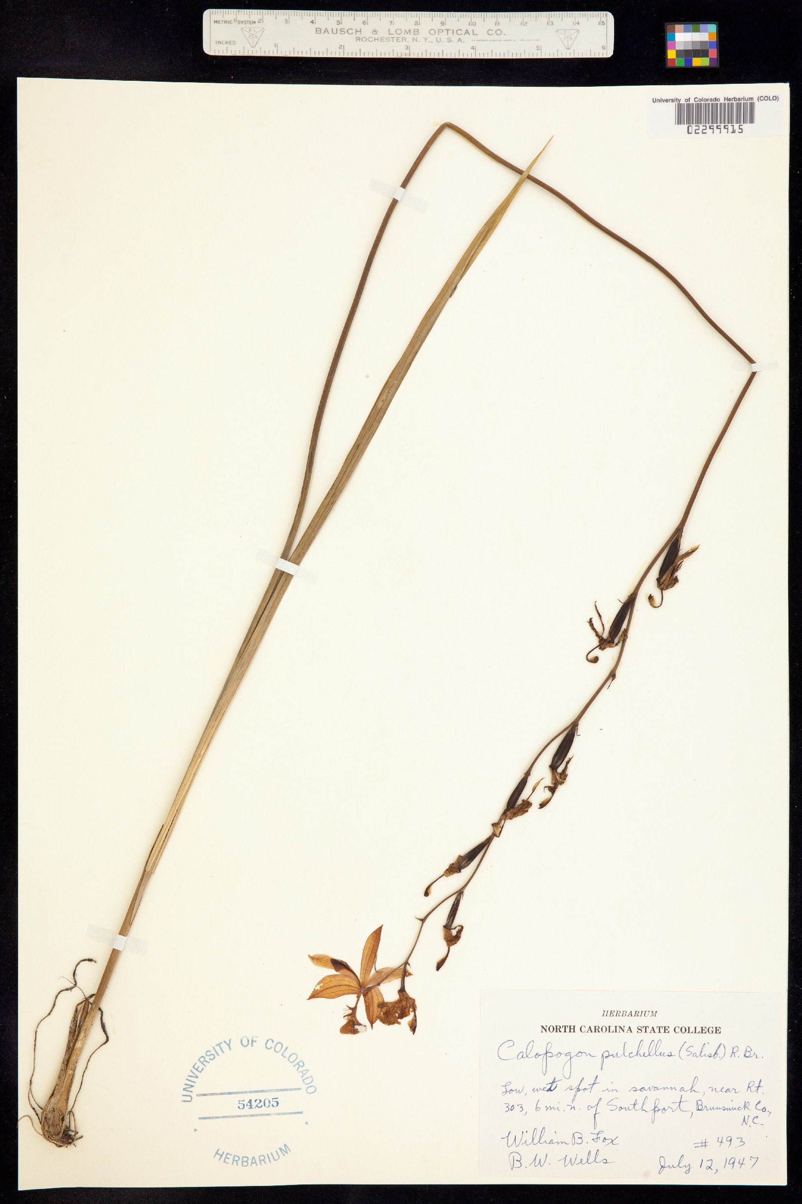 Calopogon tuberosus var. tuberosus image