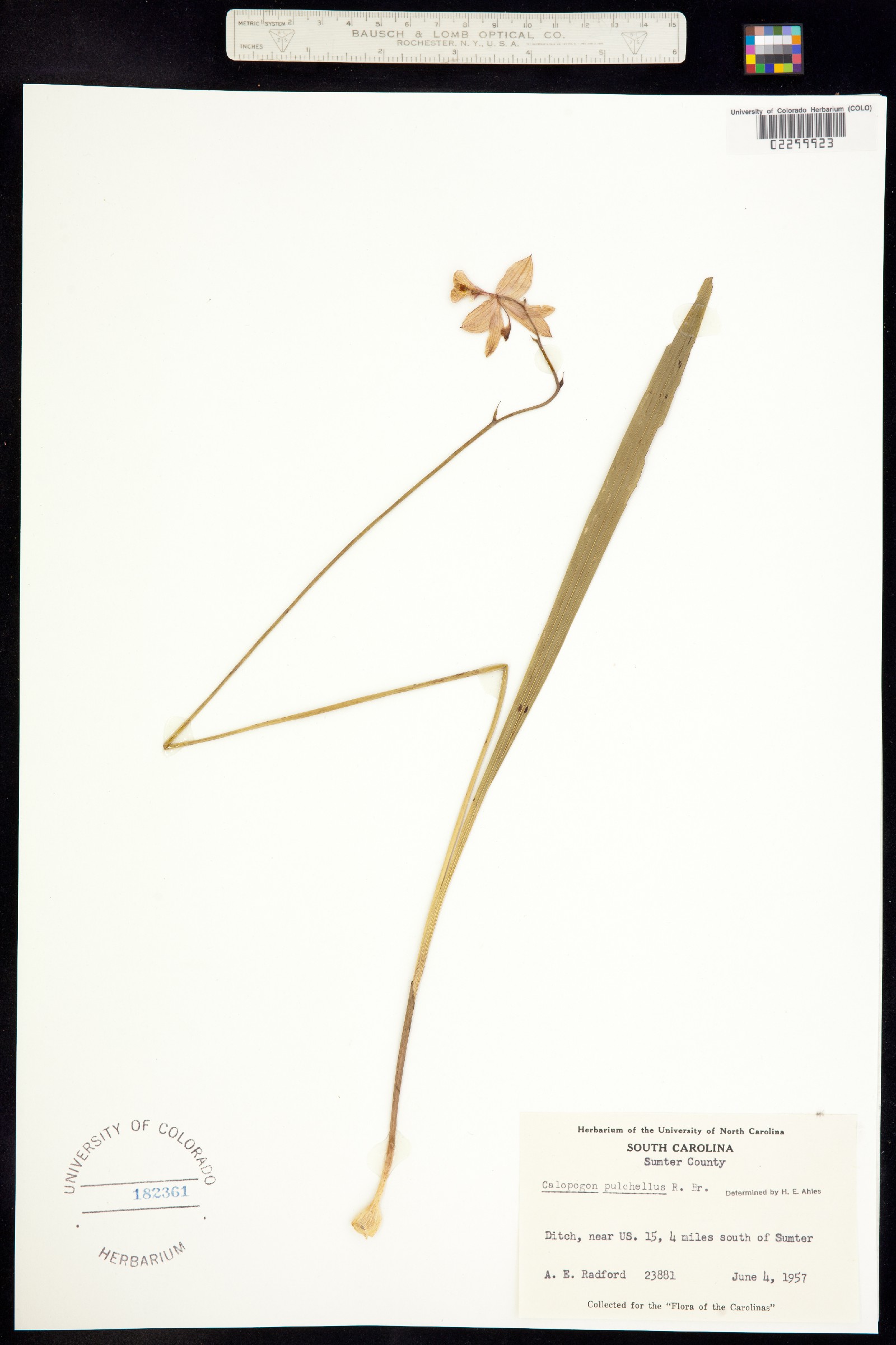 Calopogon tuberosus var. tuberosus image