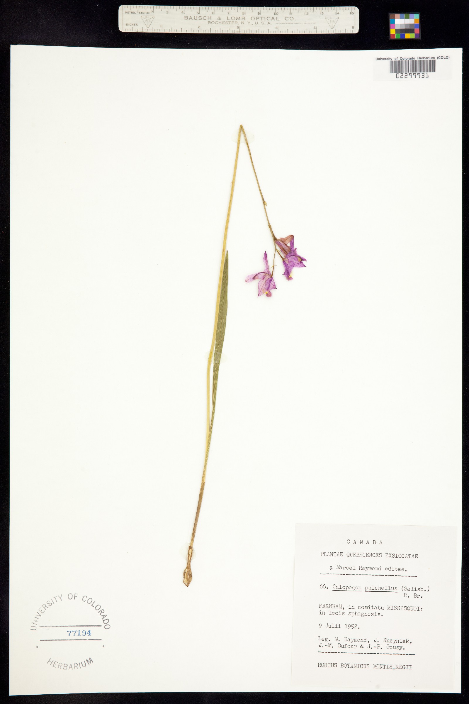Orchidaceae image
