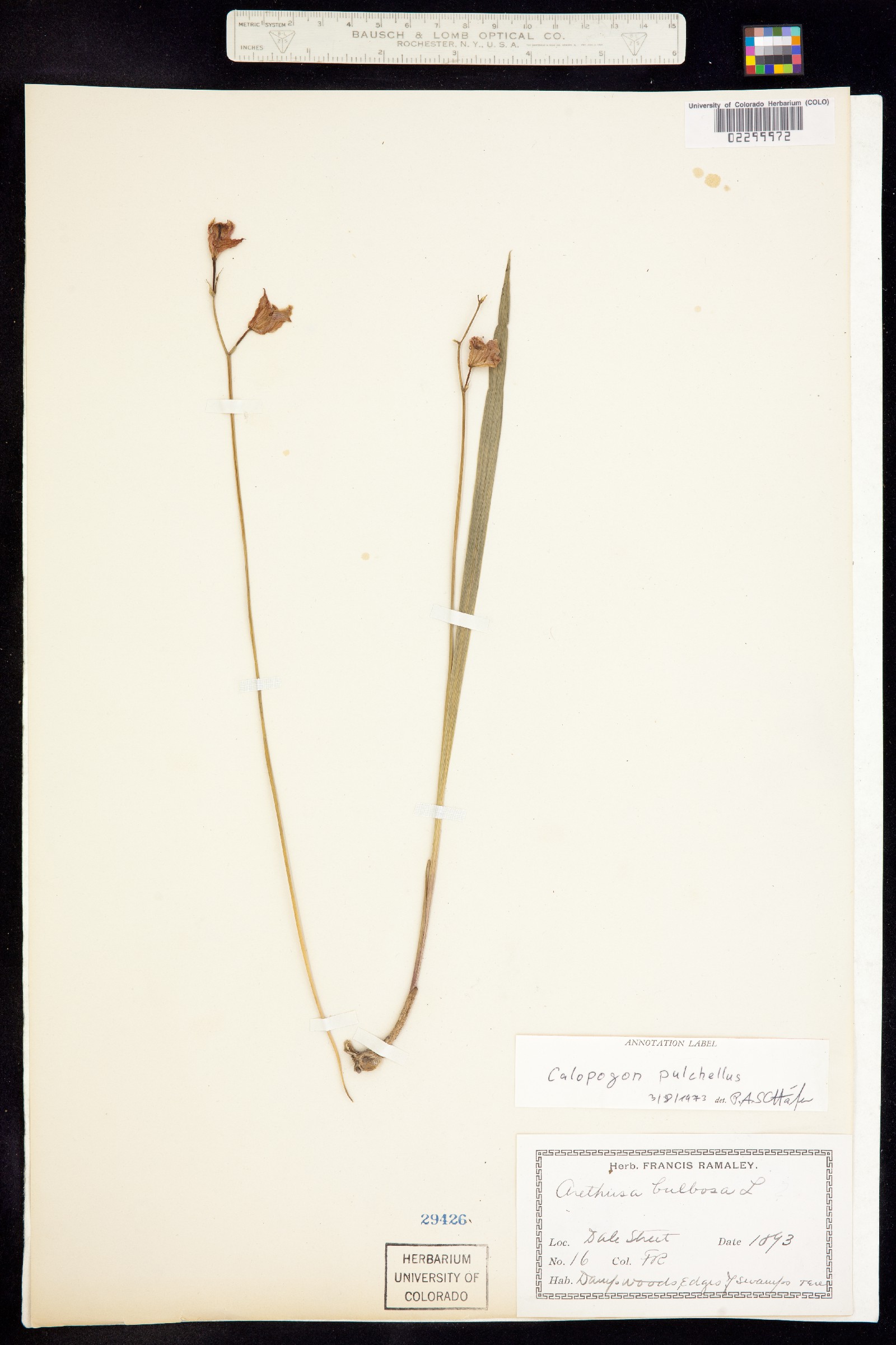 Calopogon tuberosus var. tuberosus image