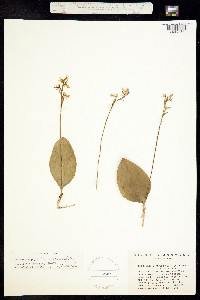 Image of Galearis rotundifolia