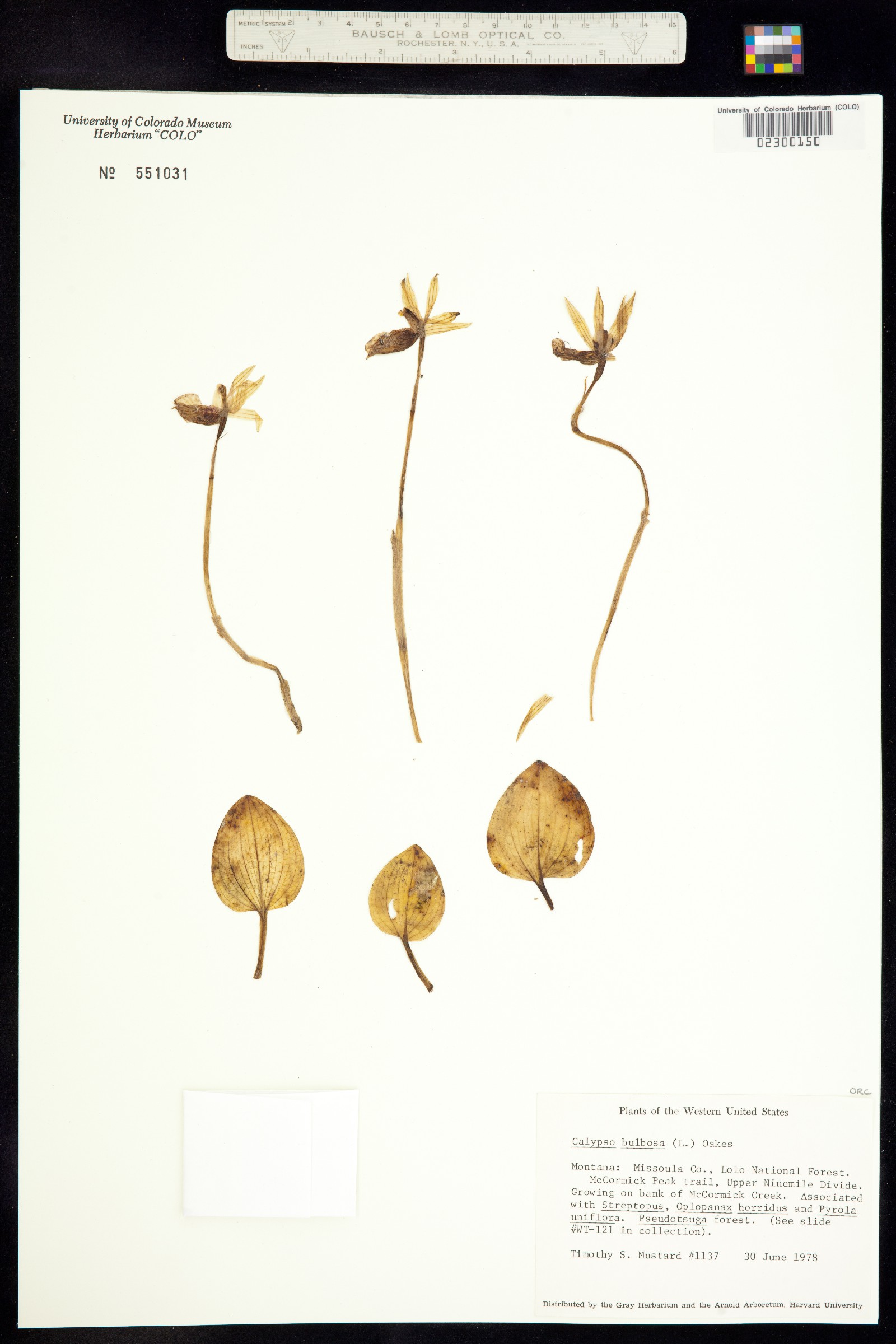 Calypso bulbosa image