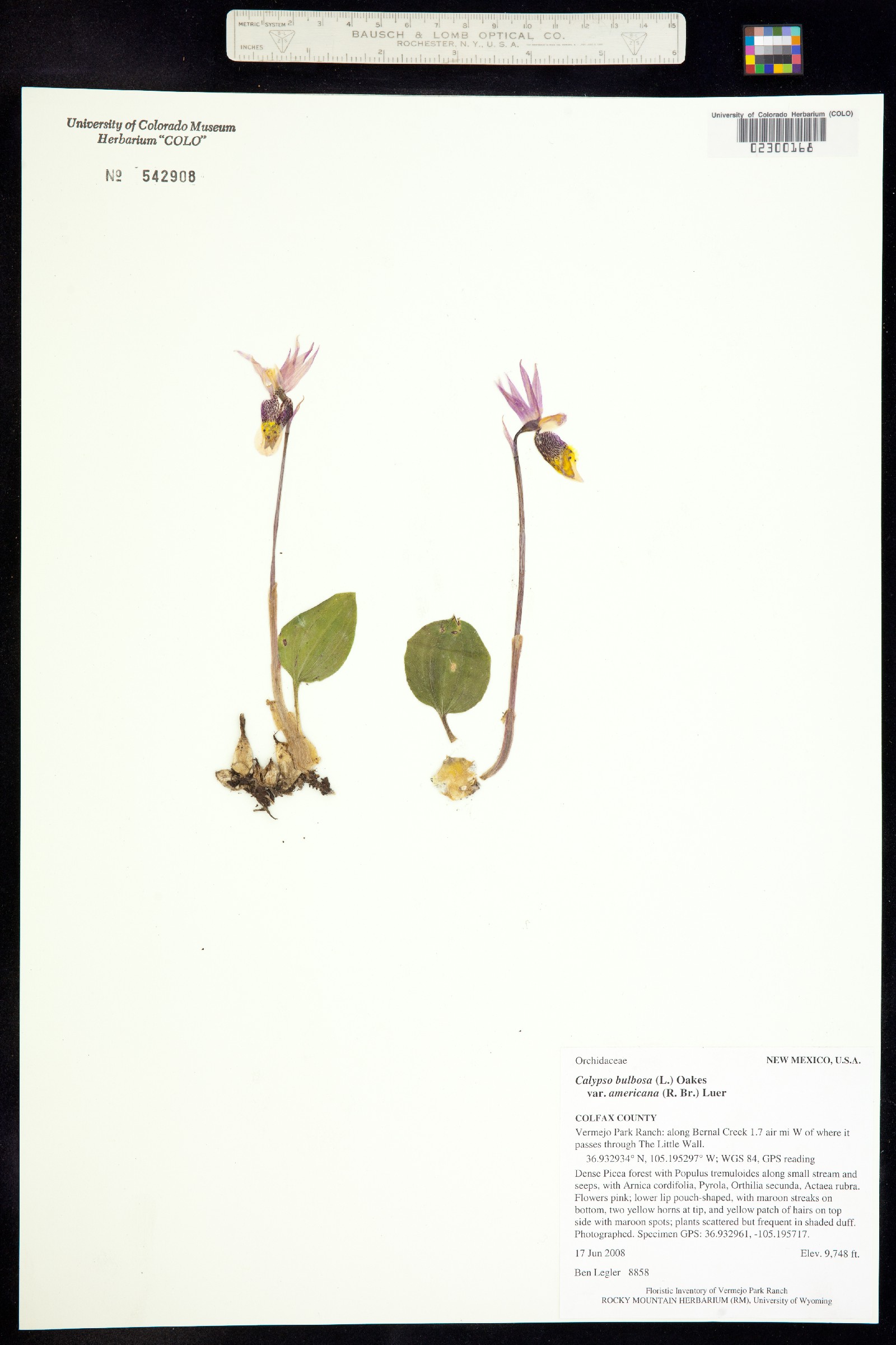 Calypso image