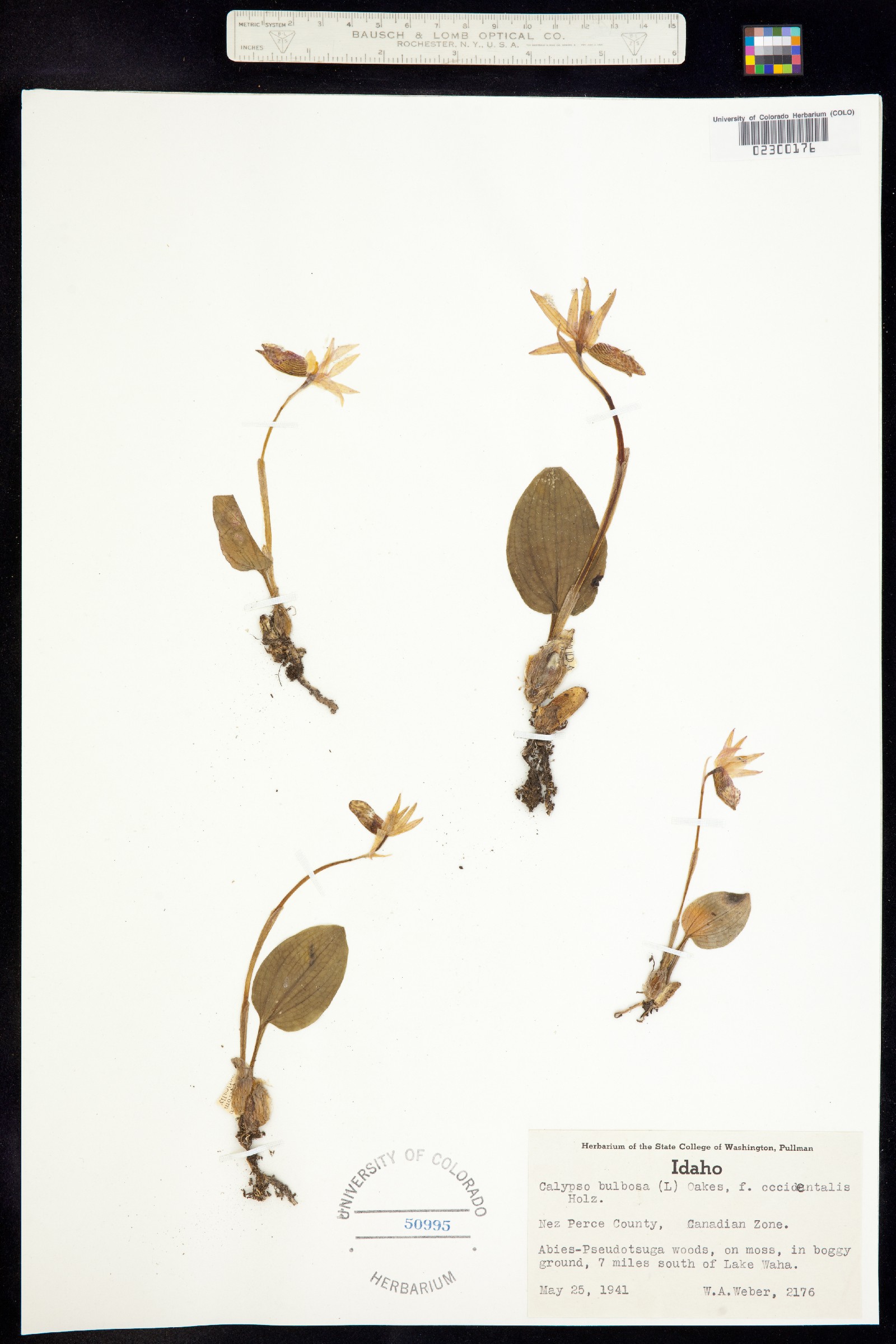 Calypso bulbosa image