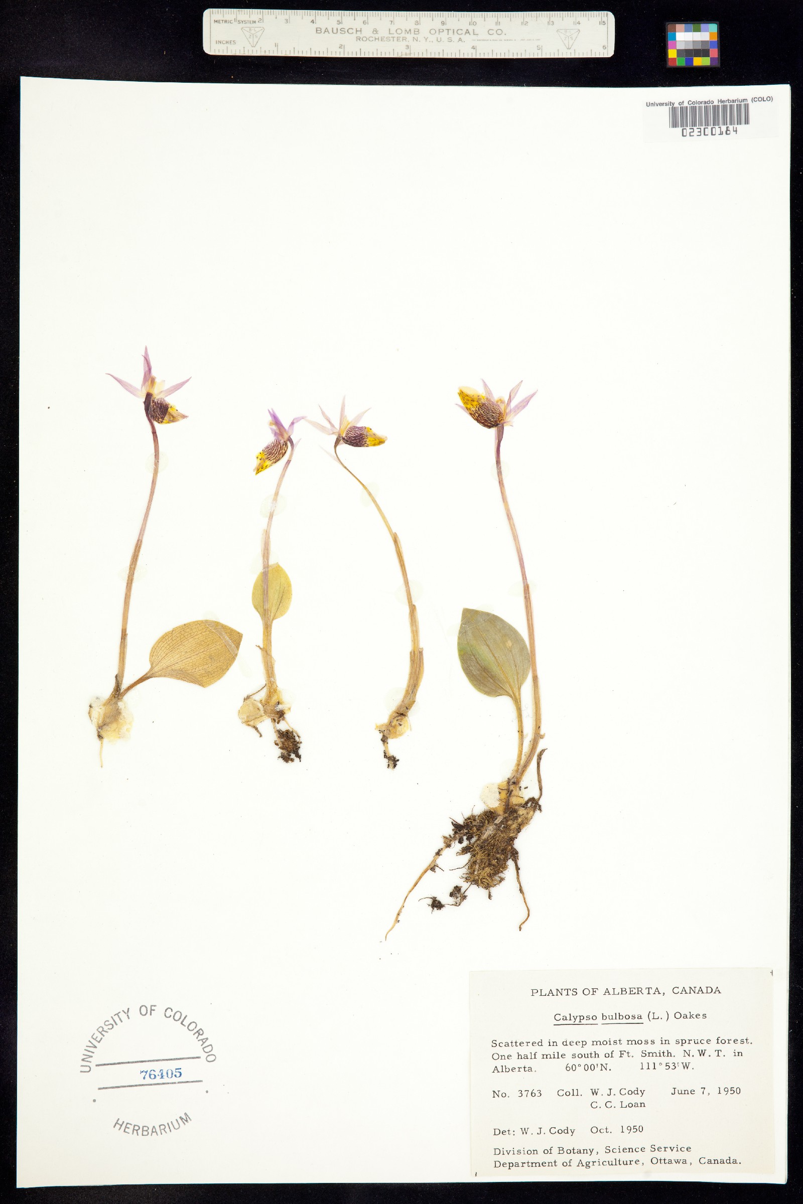 Calypso bulbosa image