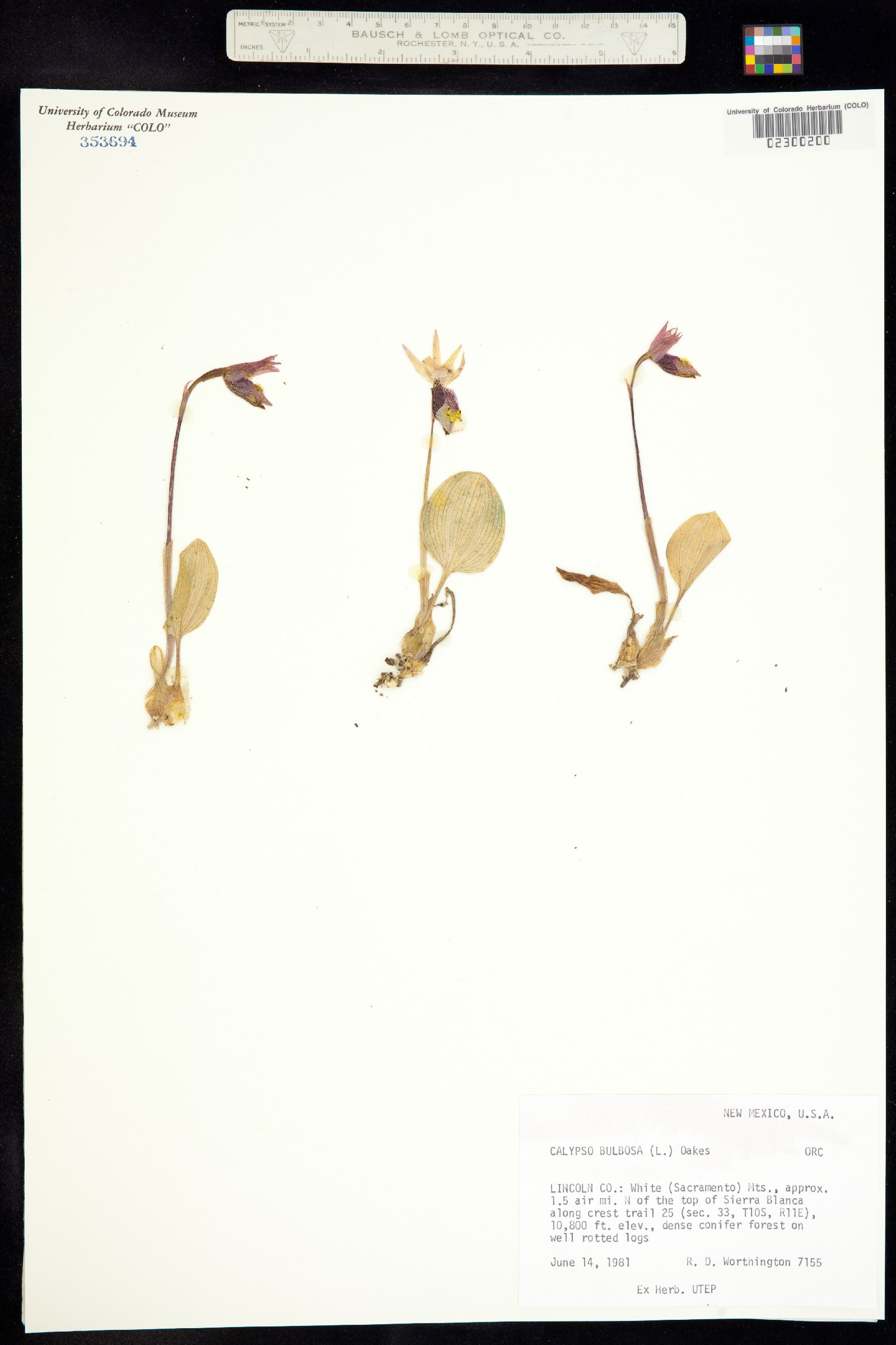 Calypso bulbosa image