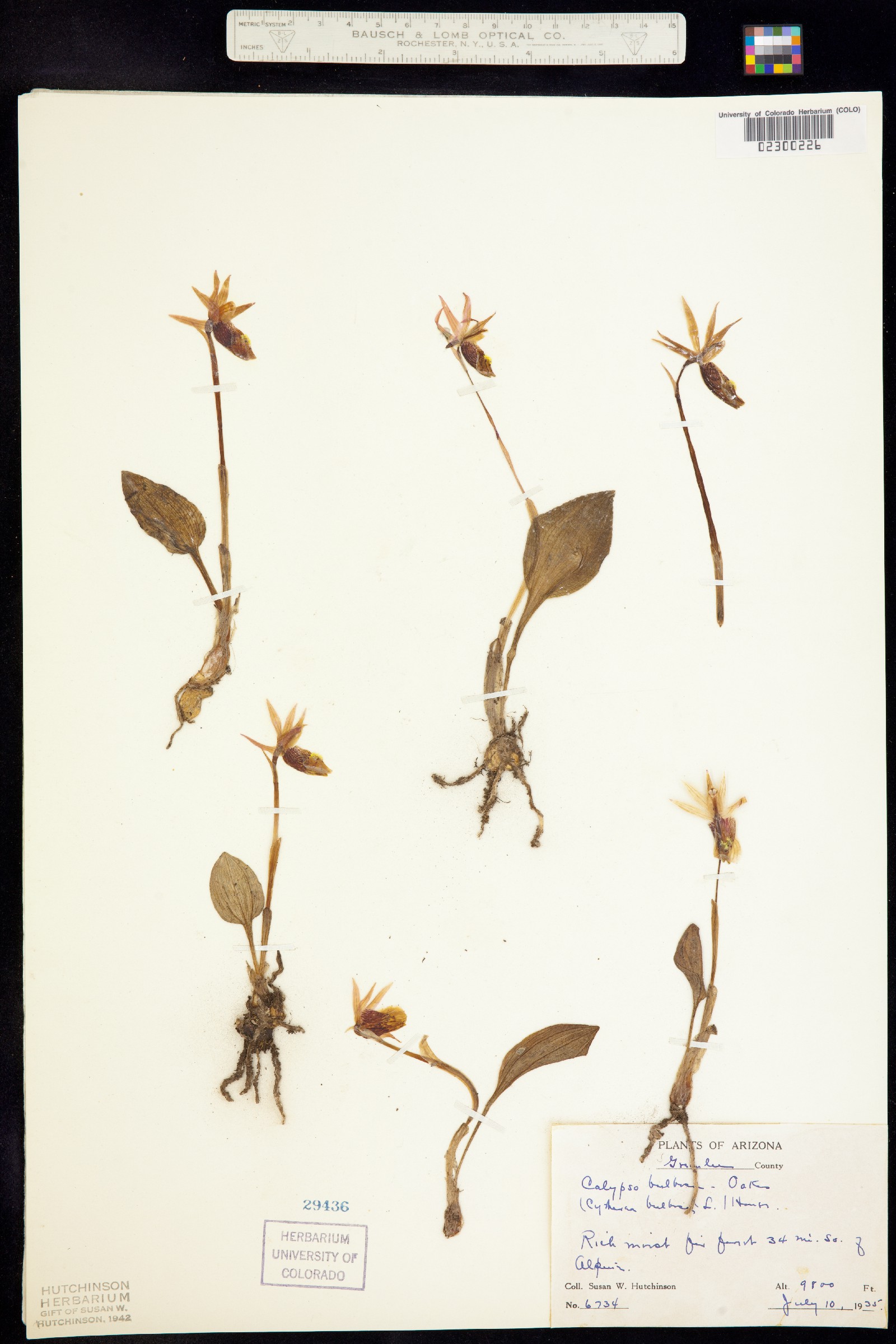 Calypso bulbosa image