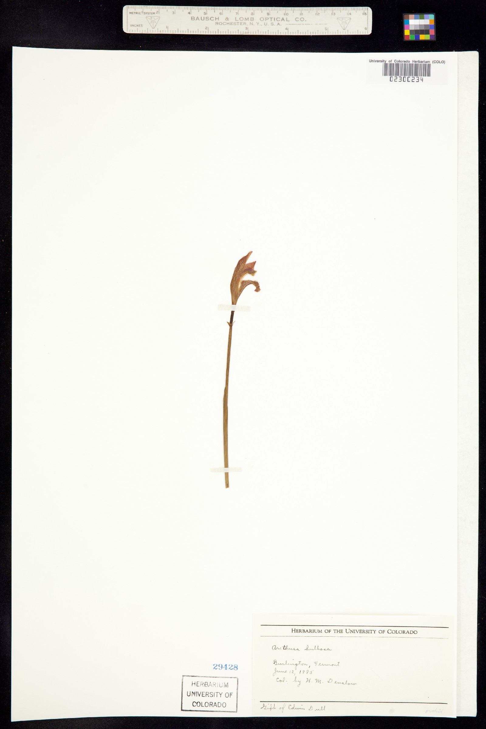 Arethusa bulbosa image