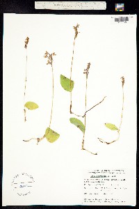 Galearis rotundifolia image