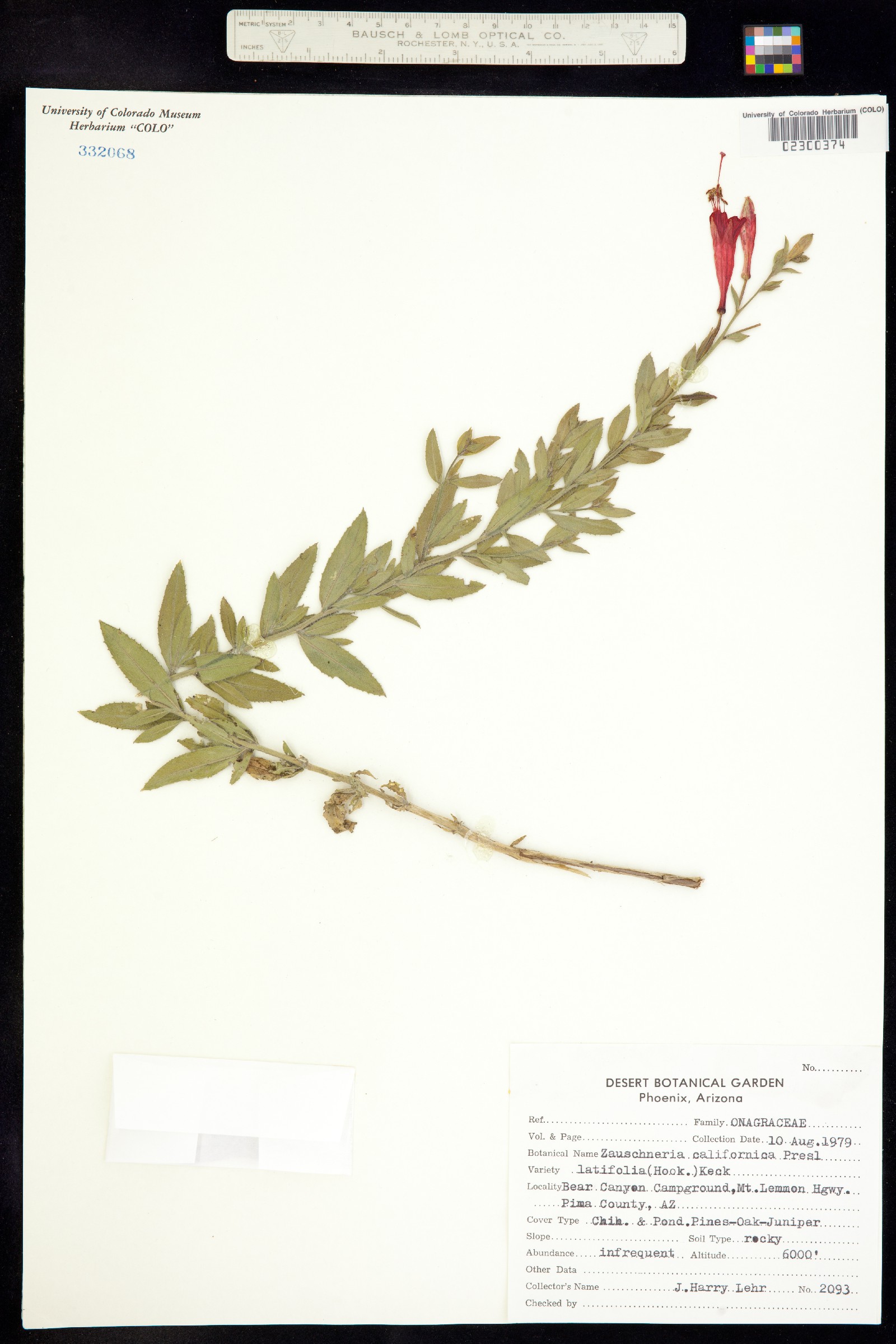 Epilobium canum image