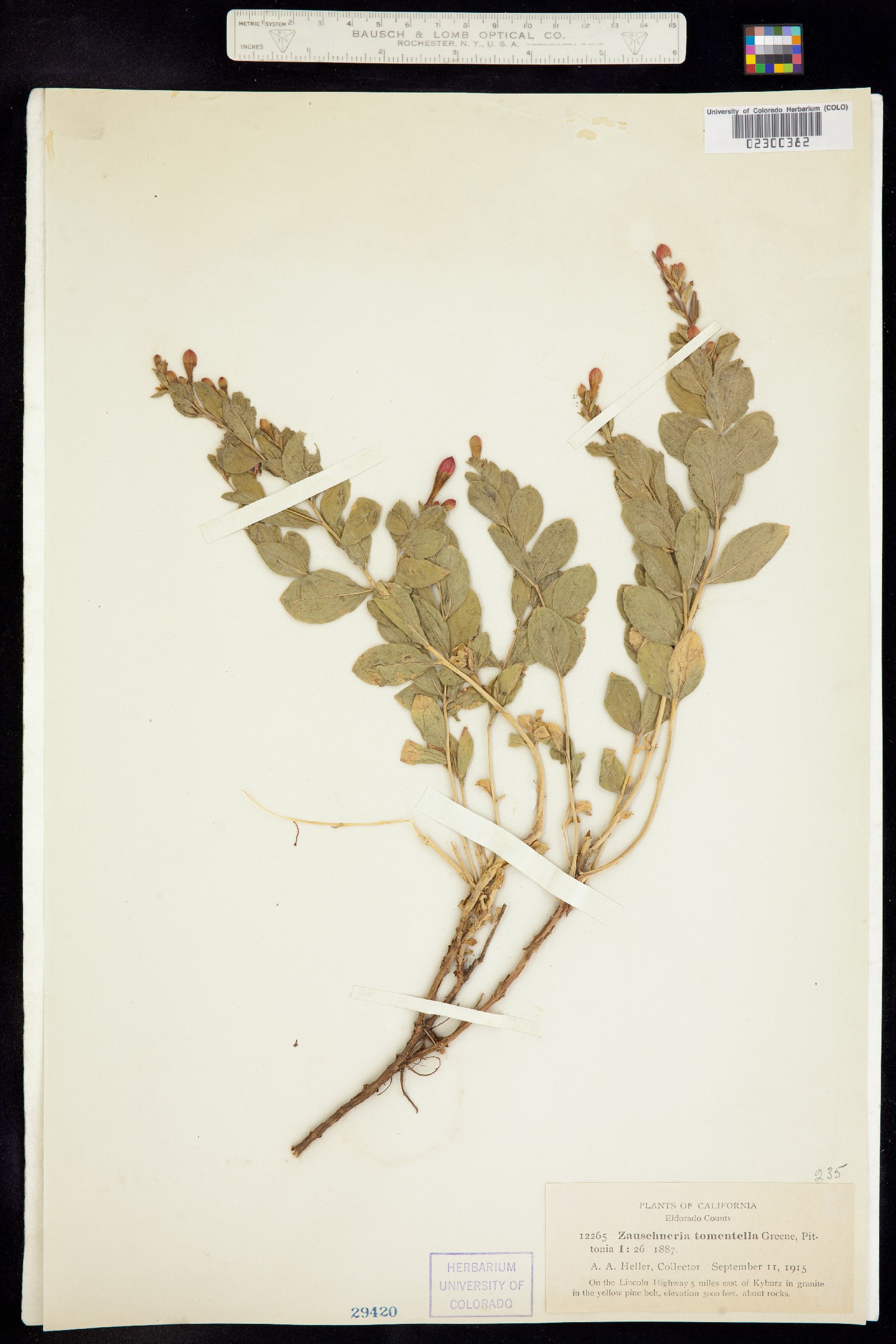 Epilobium canum ssp. angustifolium image