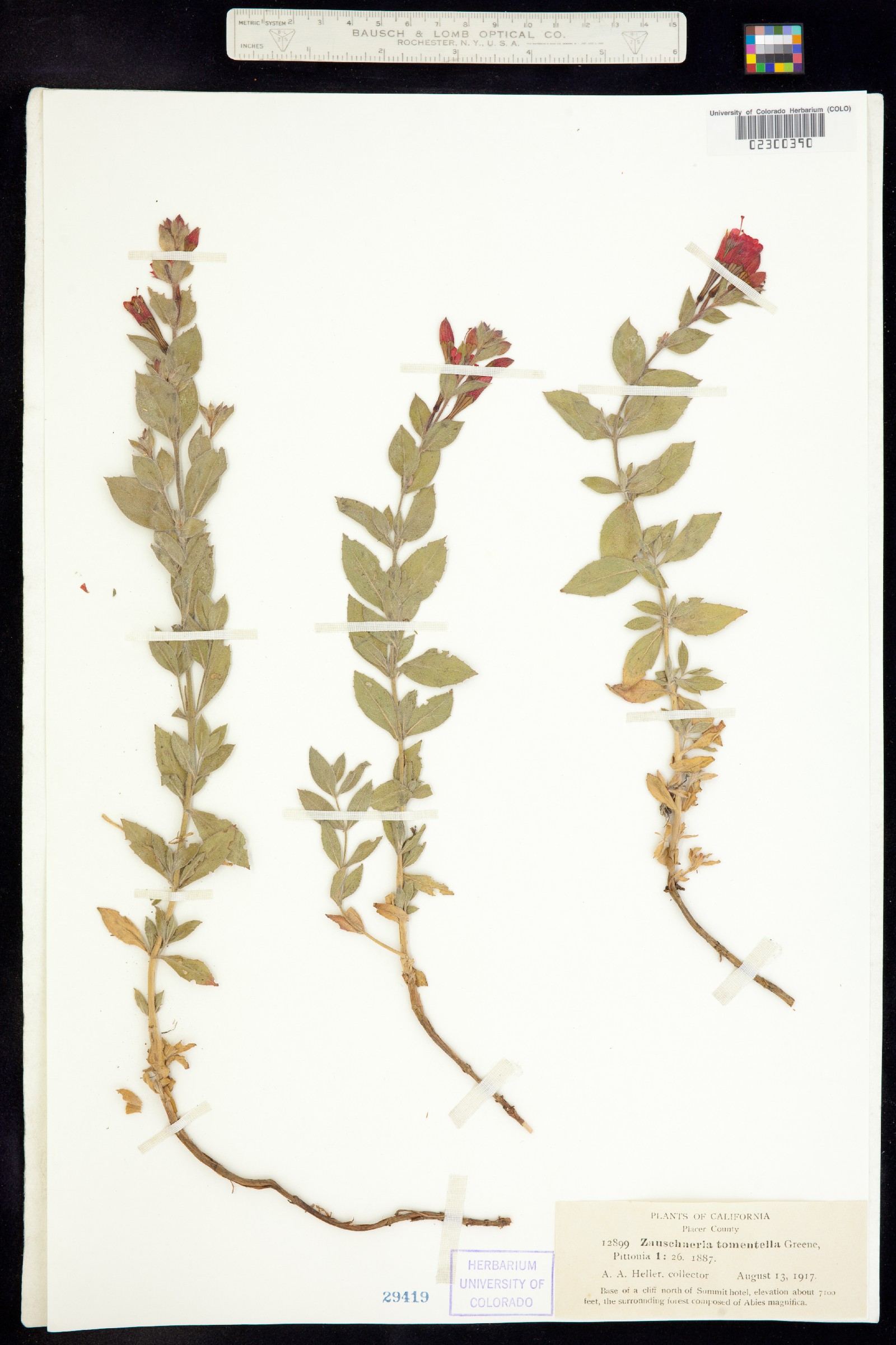 Epilobium canum ssp. angustifolium image