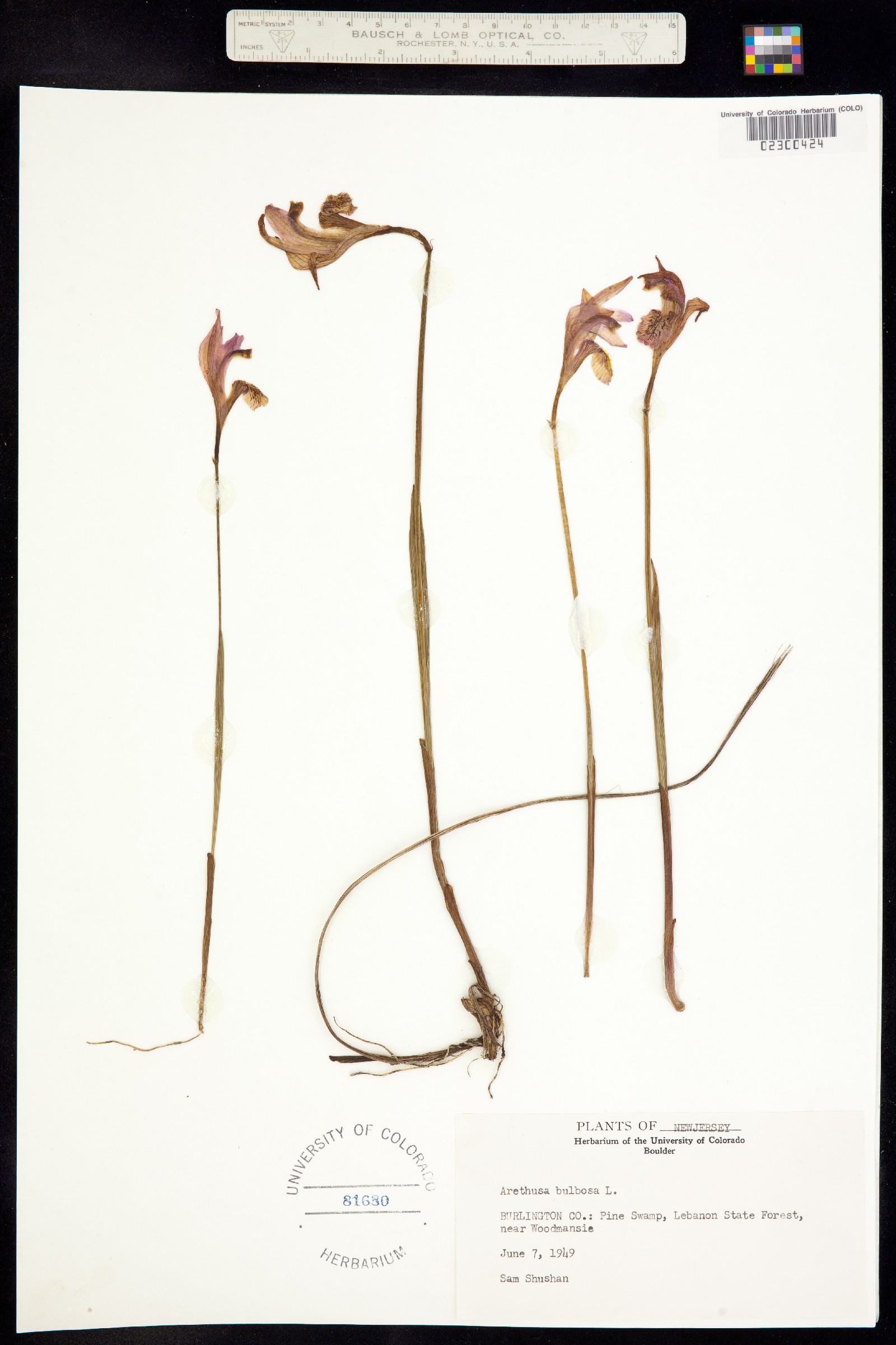 Arethusa bulbosa image