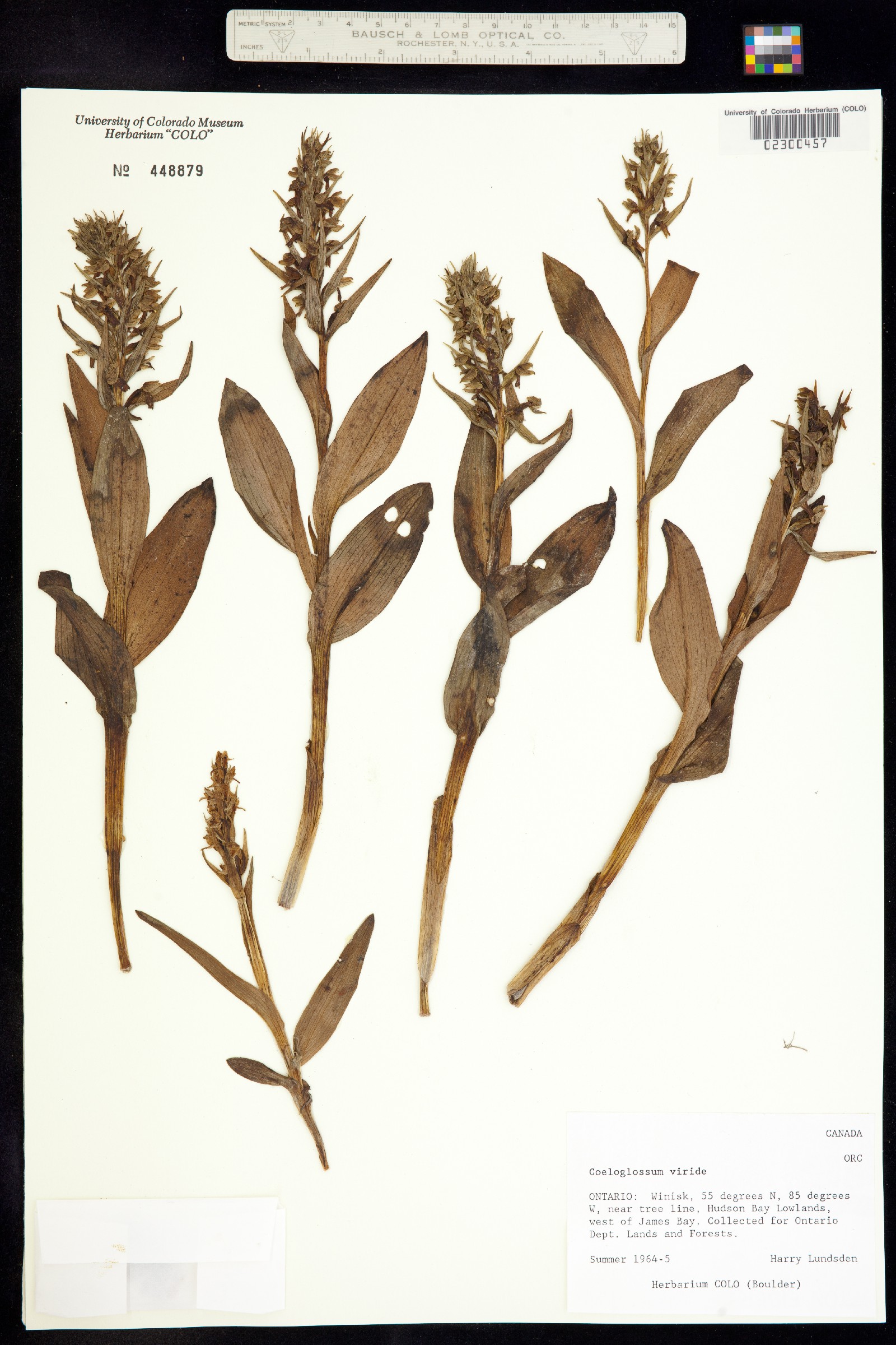 Dactylorhiza viridis image