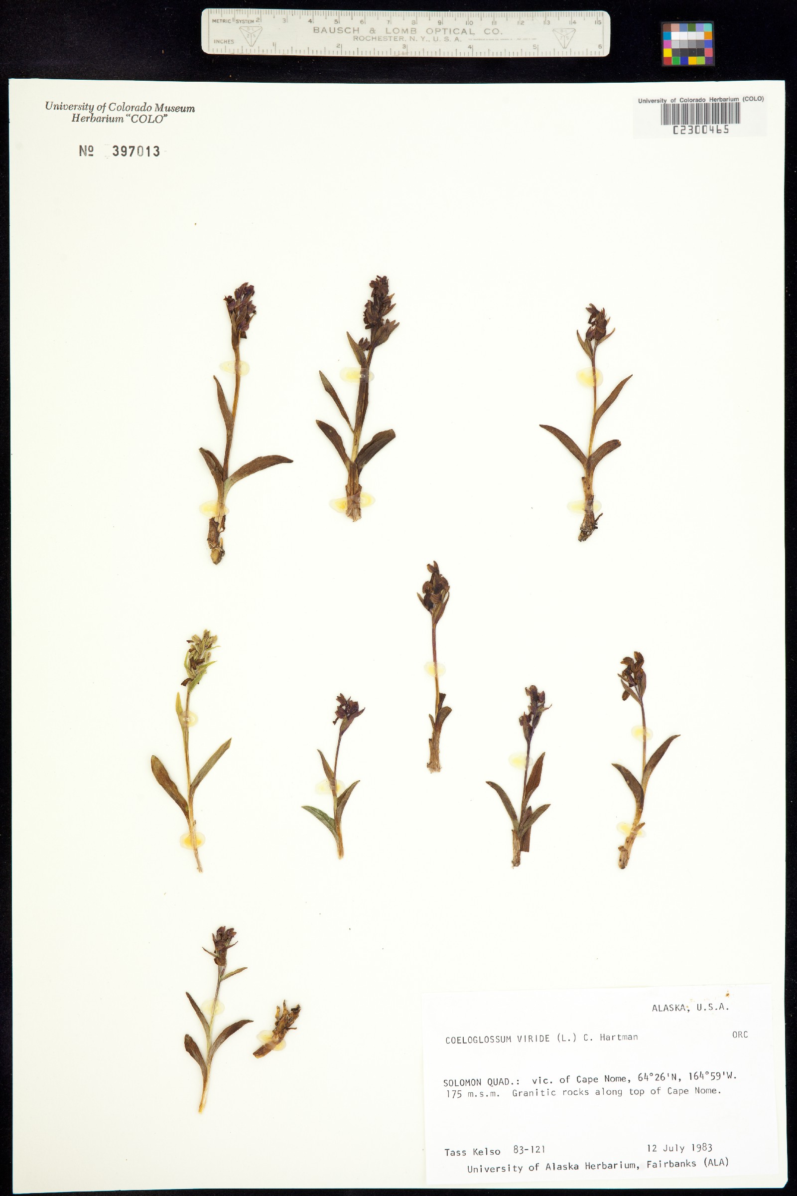 Dactylorhiza viridis image