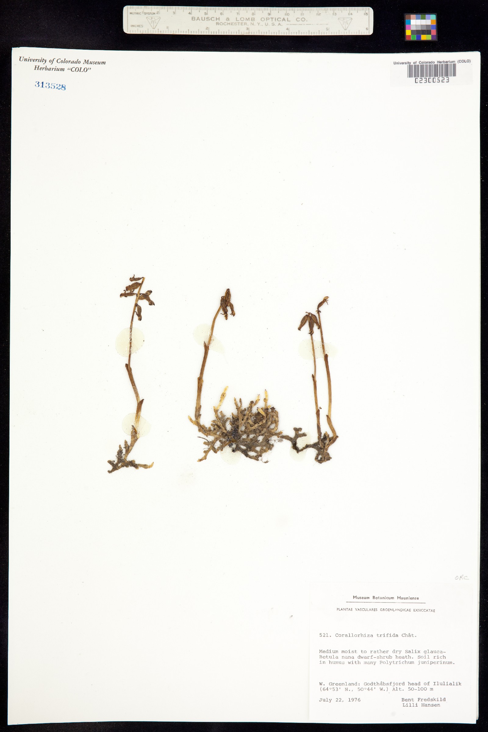 Corallorhiza trifida image