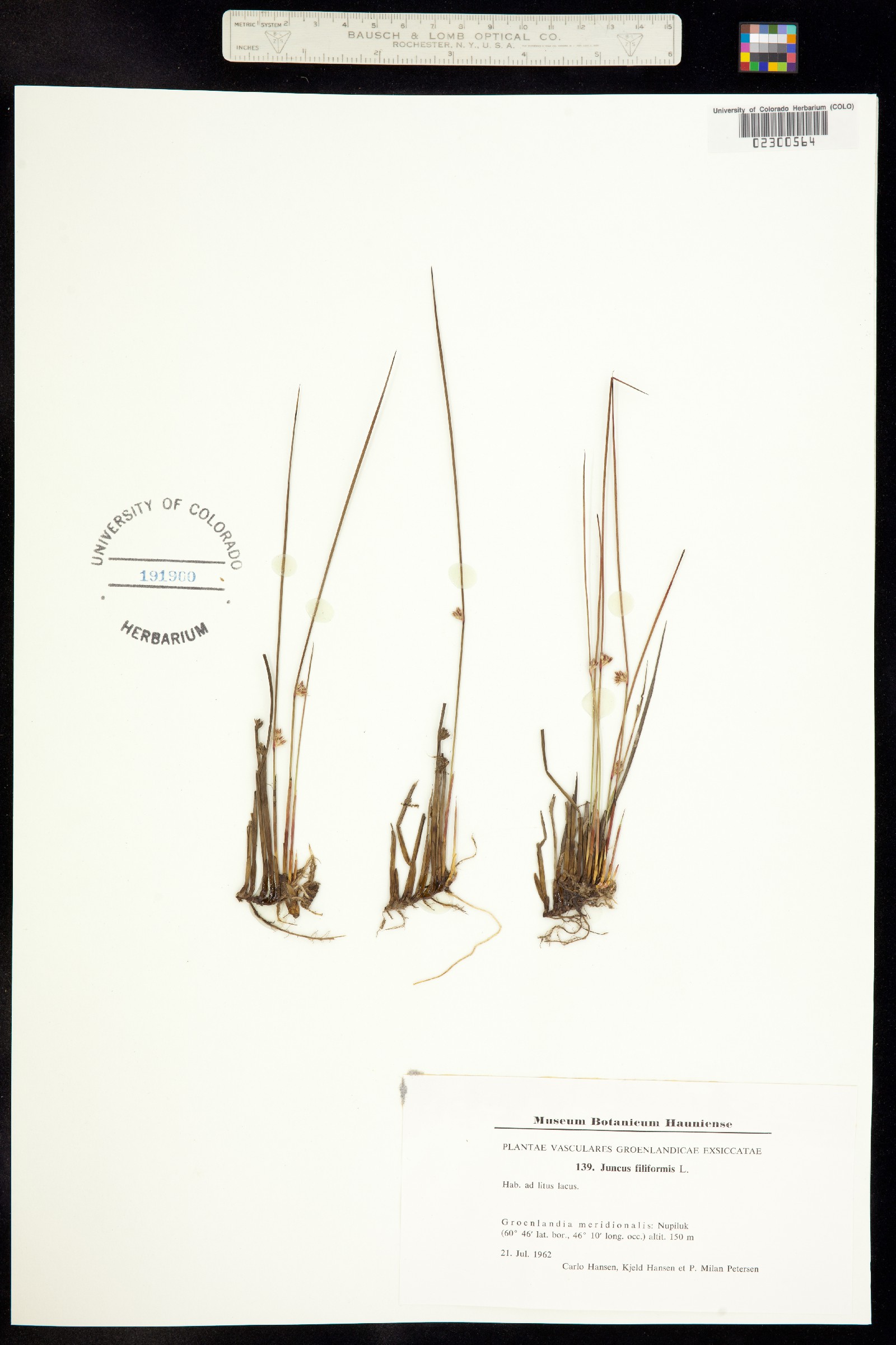 Juncus filiformis image