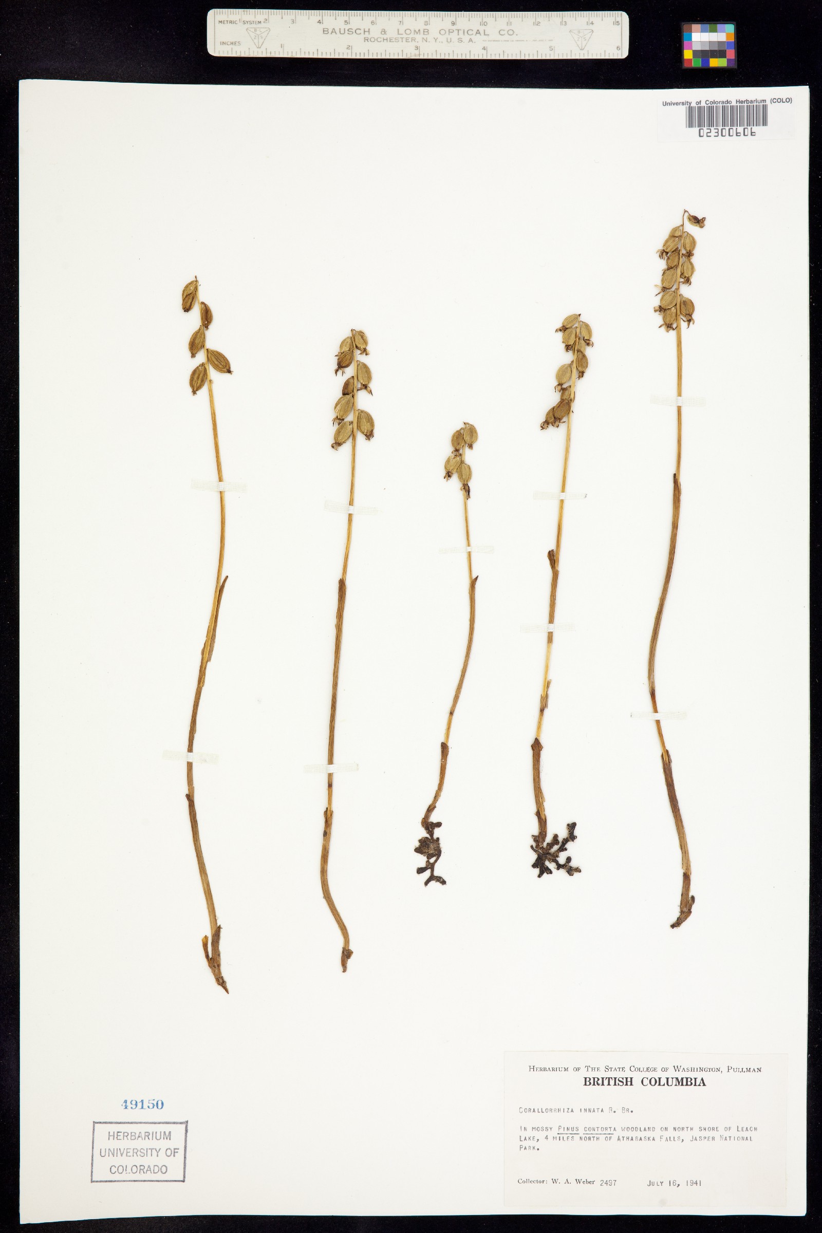 Corallorhiza trifida image