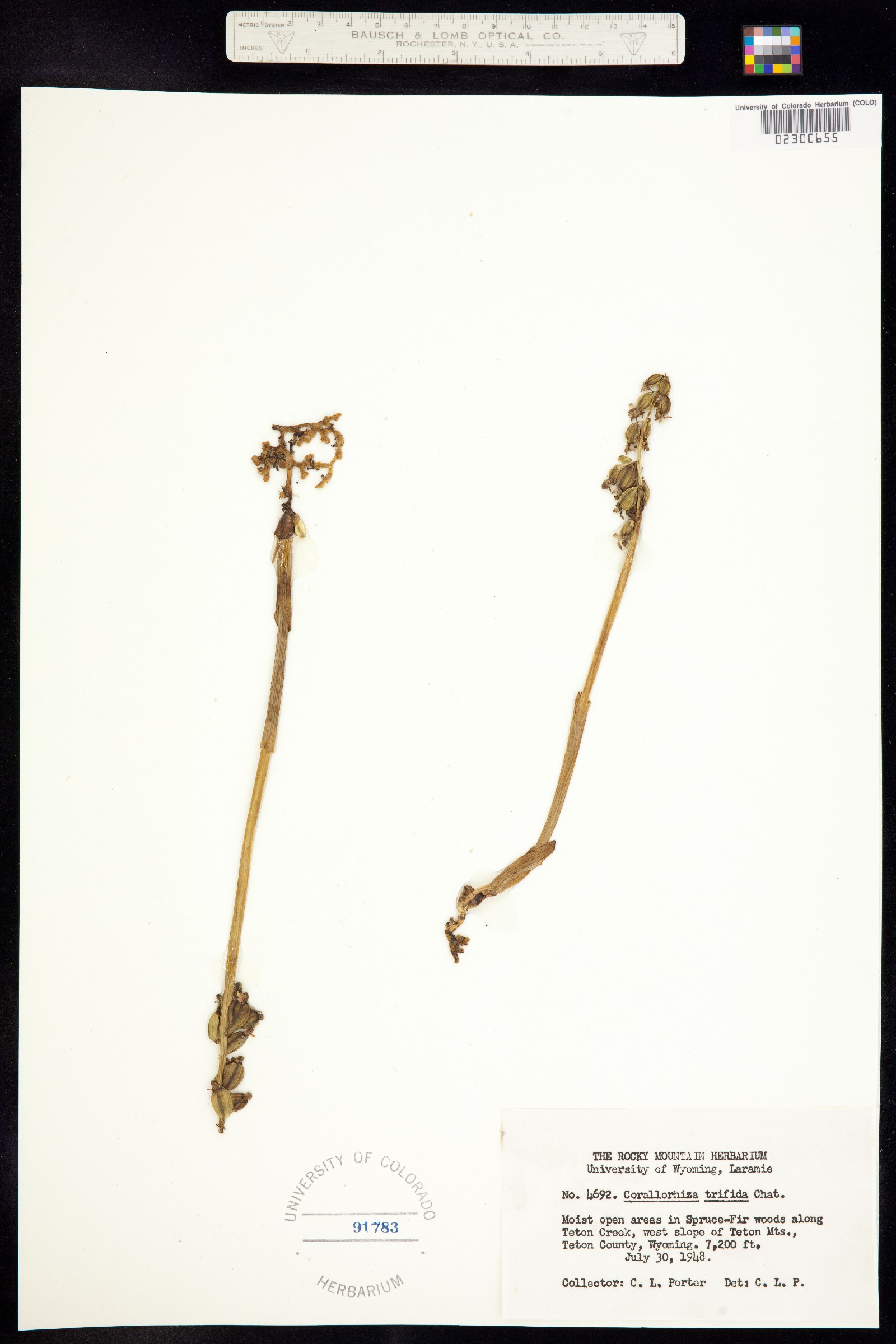 Corallorhiza trifida image
