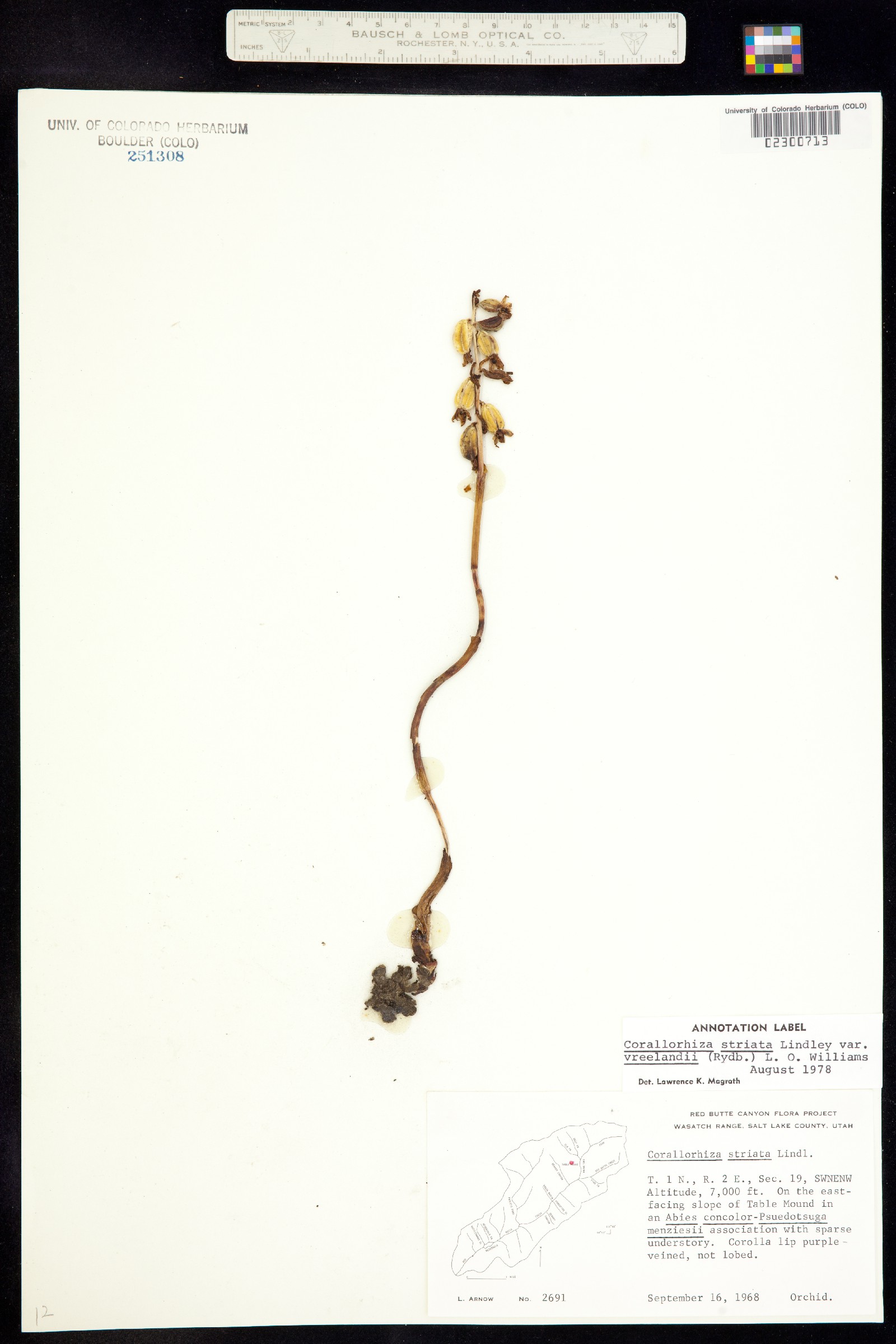 Corallorhiza striata image