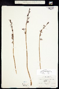 Image of Corallorhiza mertensiana