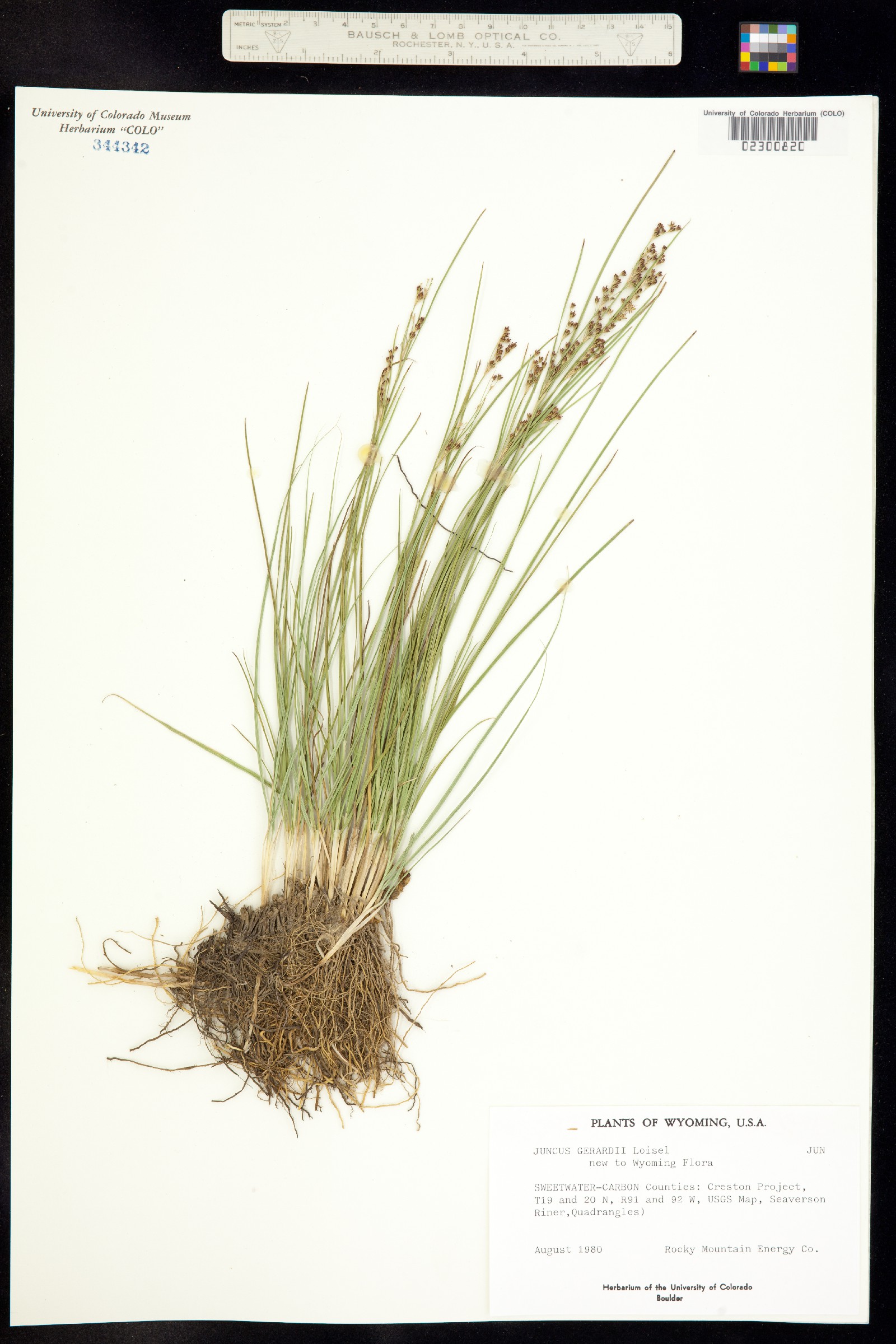 Juncus gerardii image